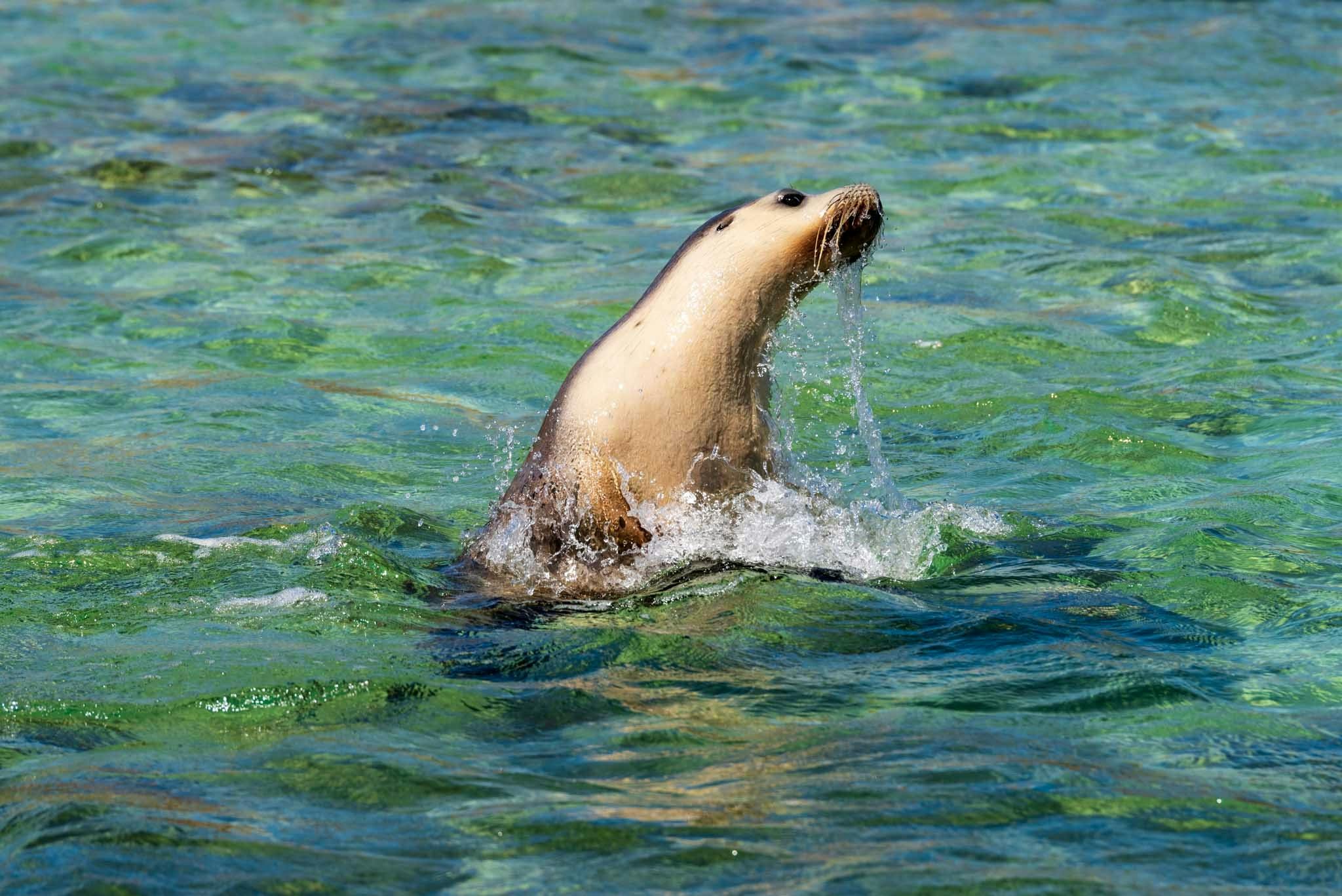 Sea Lion leaping out of the water