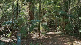 Boggy Creek Walk, Nightcap National Park. Photo: John Spencer