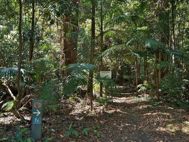 Boggy Creek Walk, Nightcap National Park. Photo: John Spencer