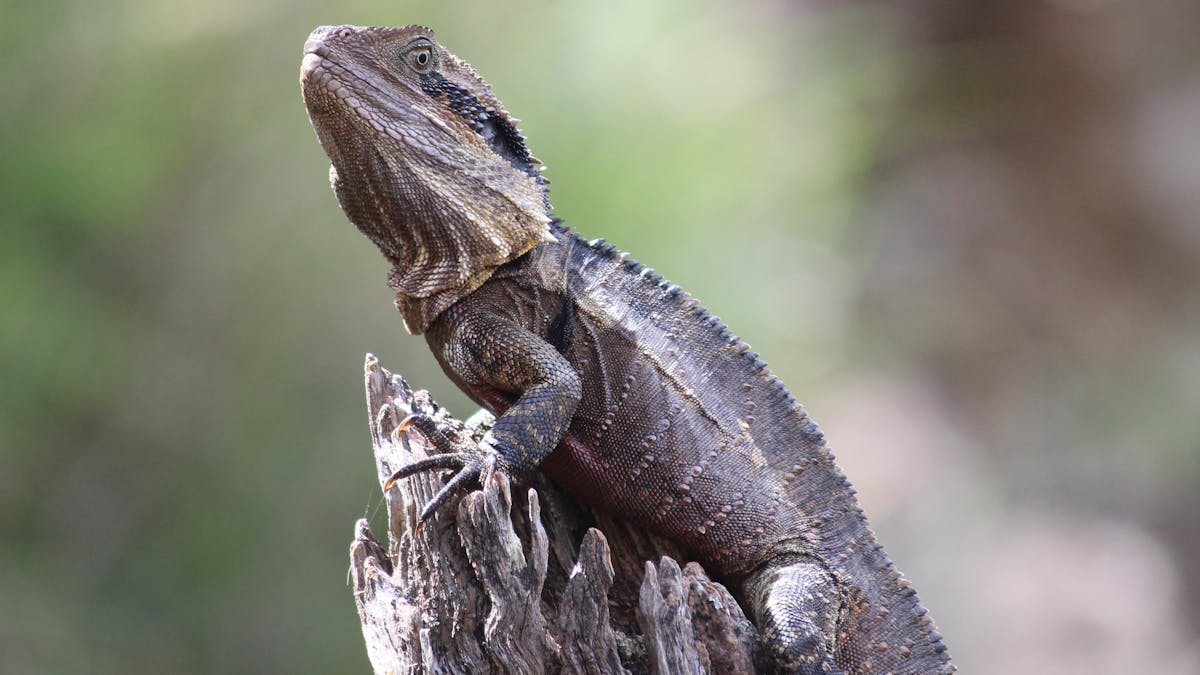 Eastern water dragon at Connolly Dam