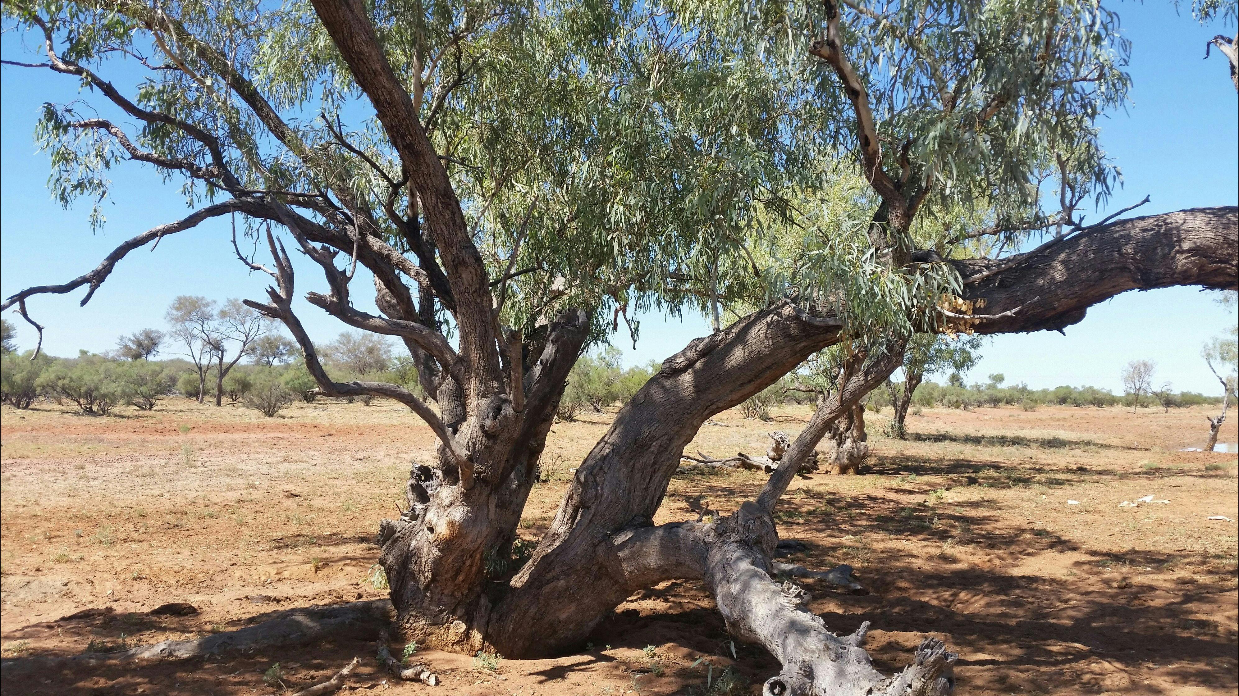 Coolibah Tree