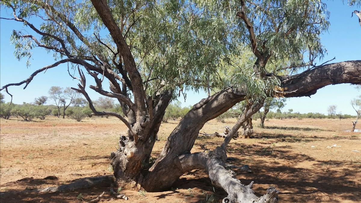 Windorah Nature Drive | Journeys | Queensland