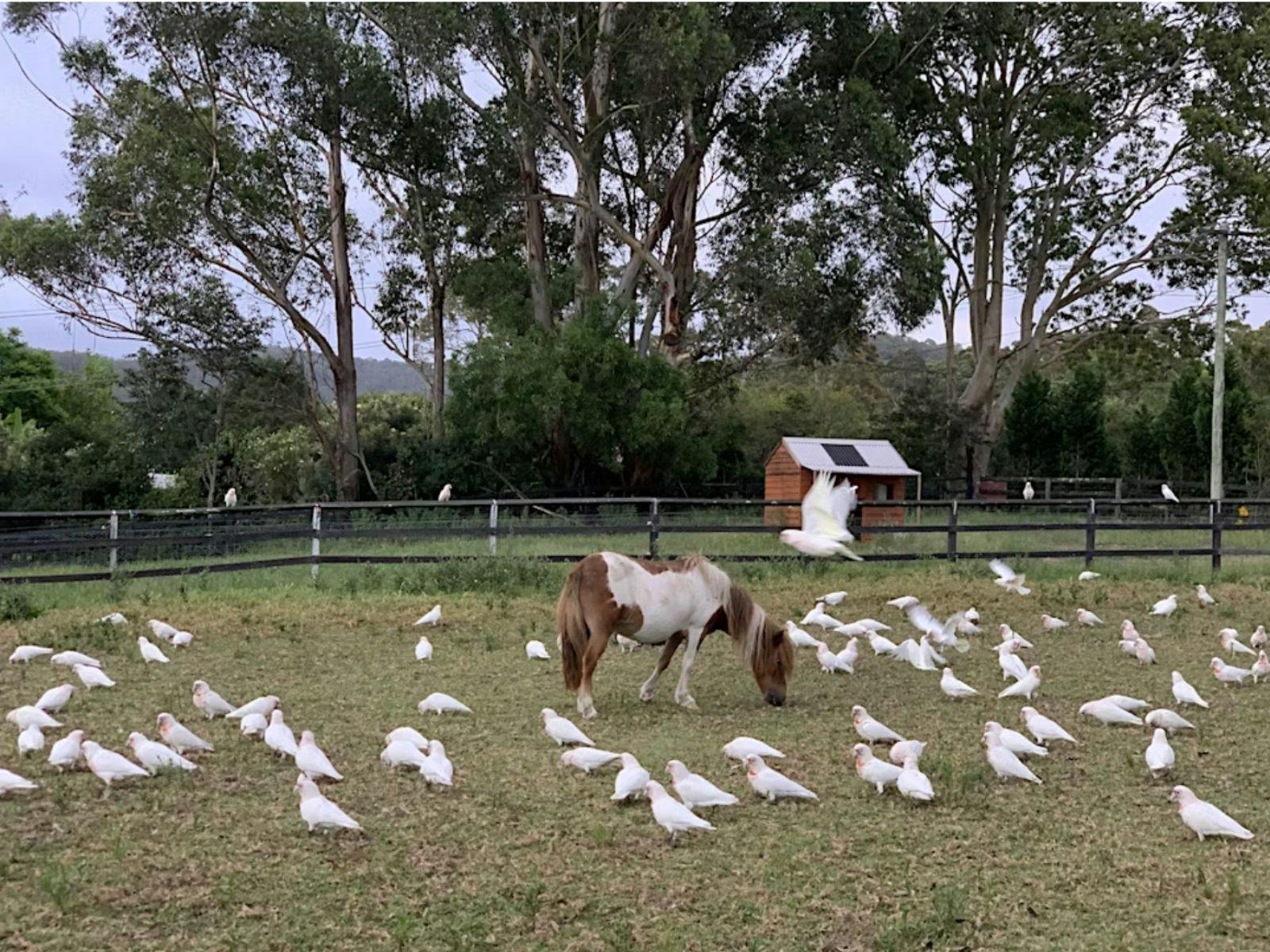 A flock of birds in mid-flight encircling a horse standing in a farm paddock