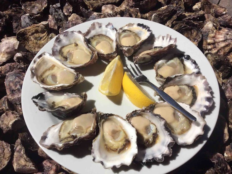 Taste plates of freshly shucked oysters