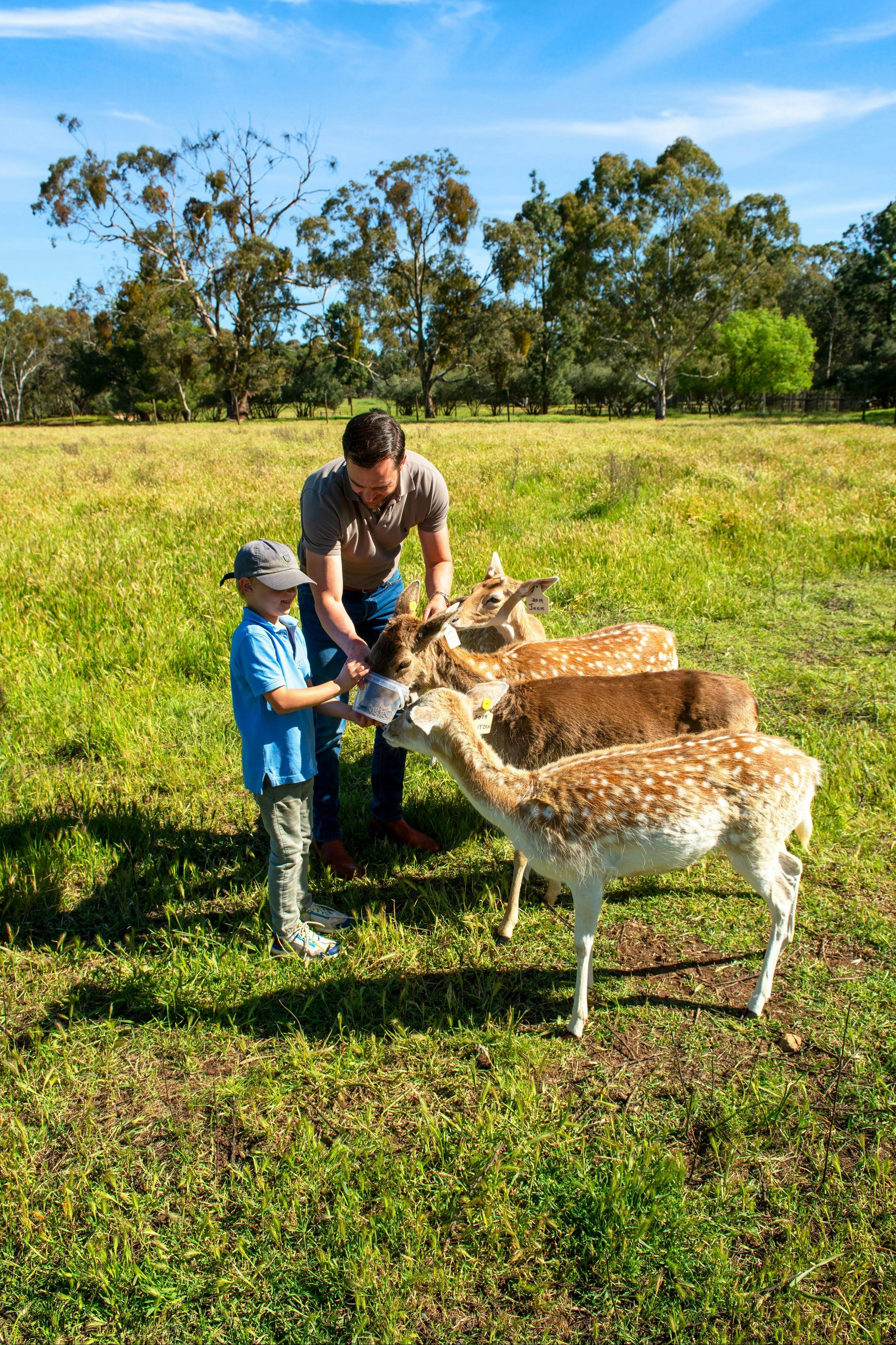 Guests feeding fallow deer at Bungaree