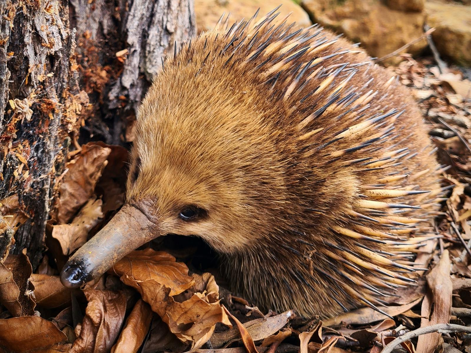 Spike the Echidna at EVRG