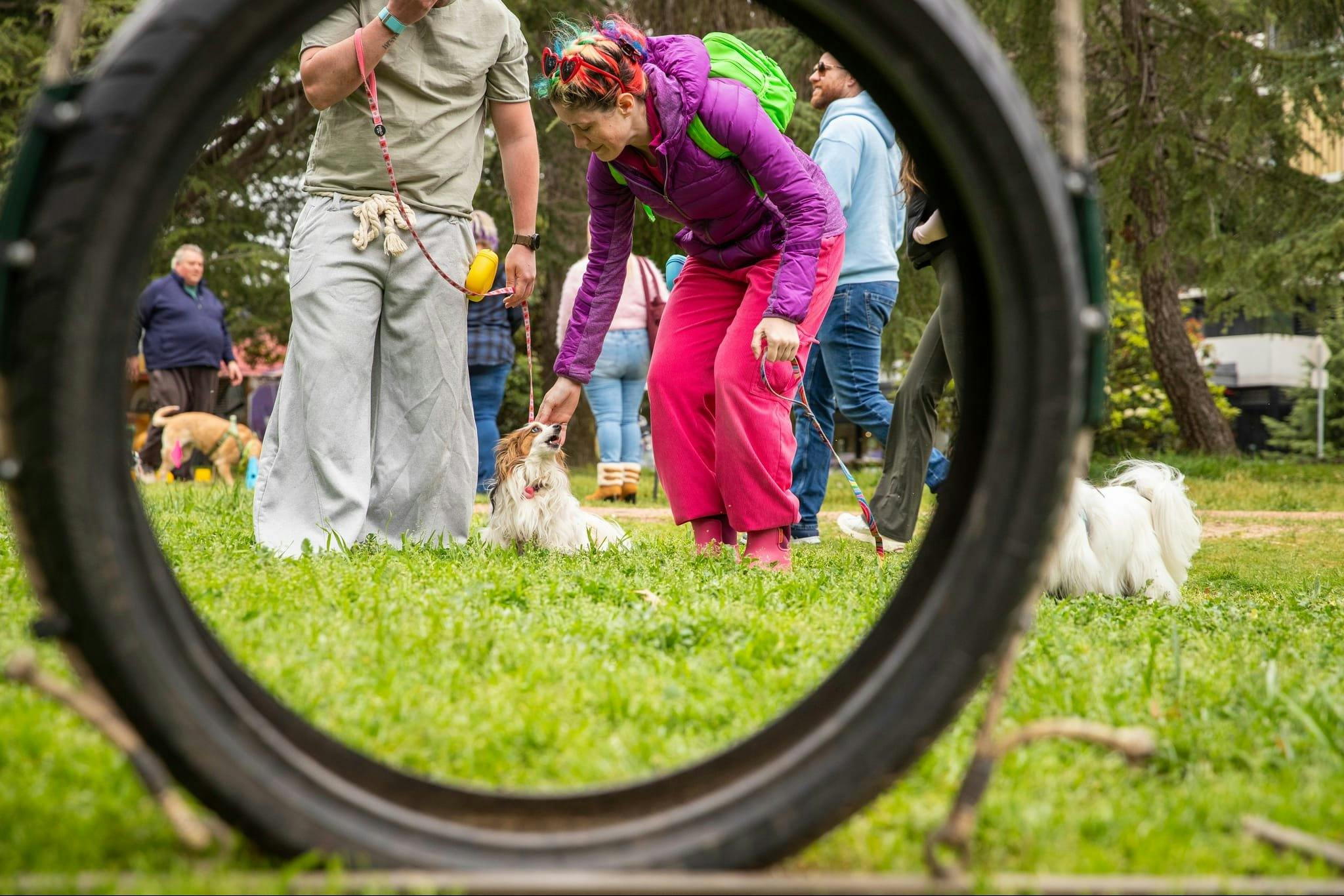 Photo of people playing with dogs