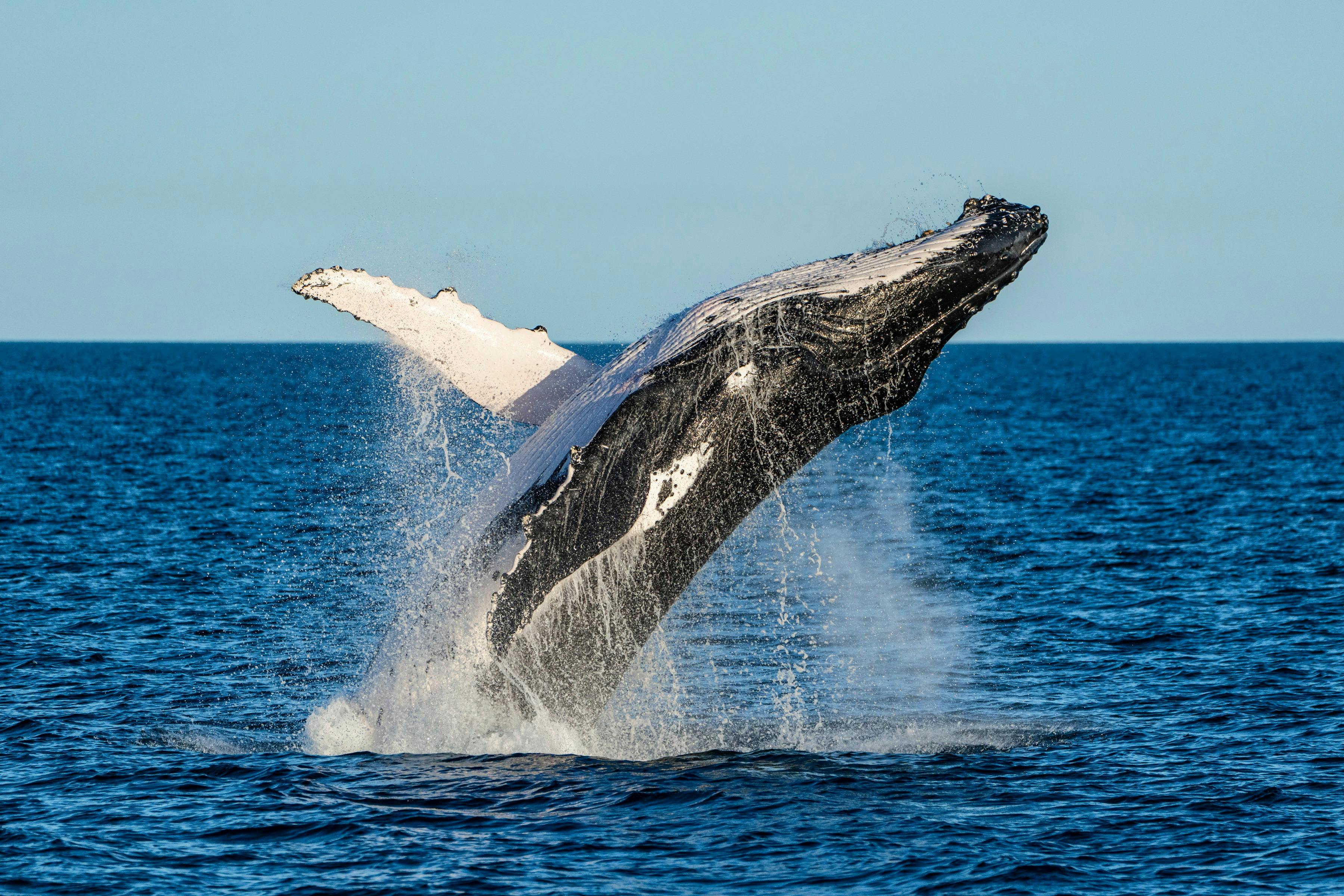 Humpback Whale Breach