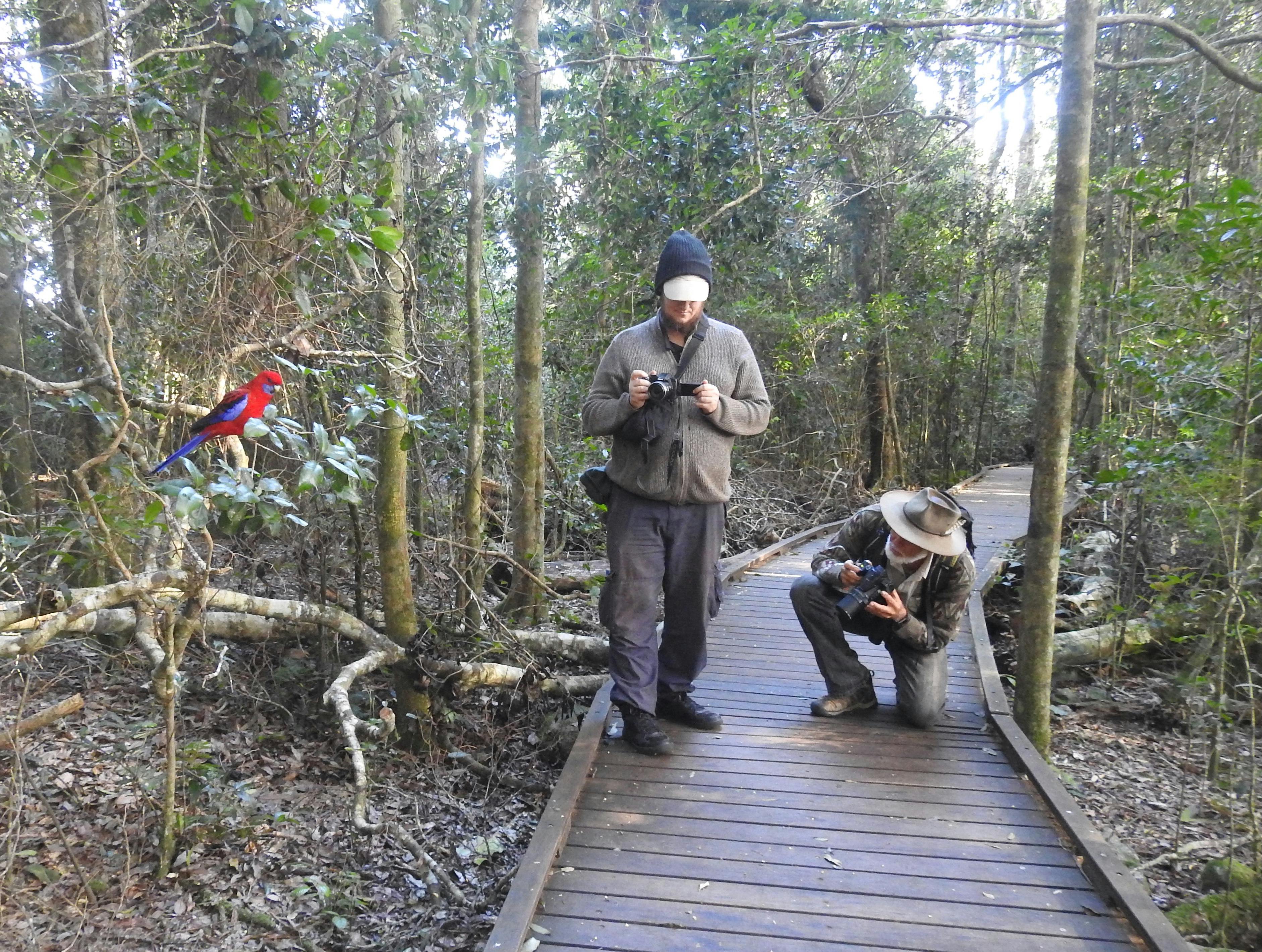 Photographing a crimson rosella, Lamington National Park