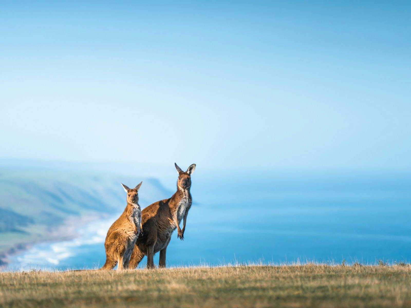 two kangaroos at the tapanappa lookout