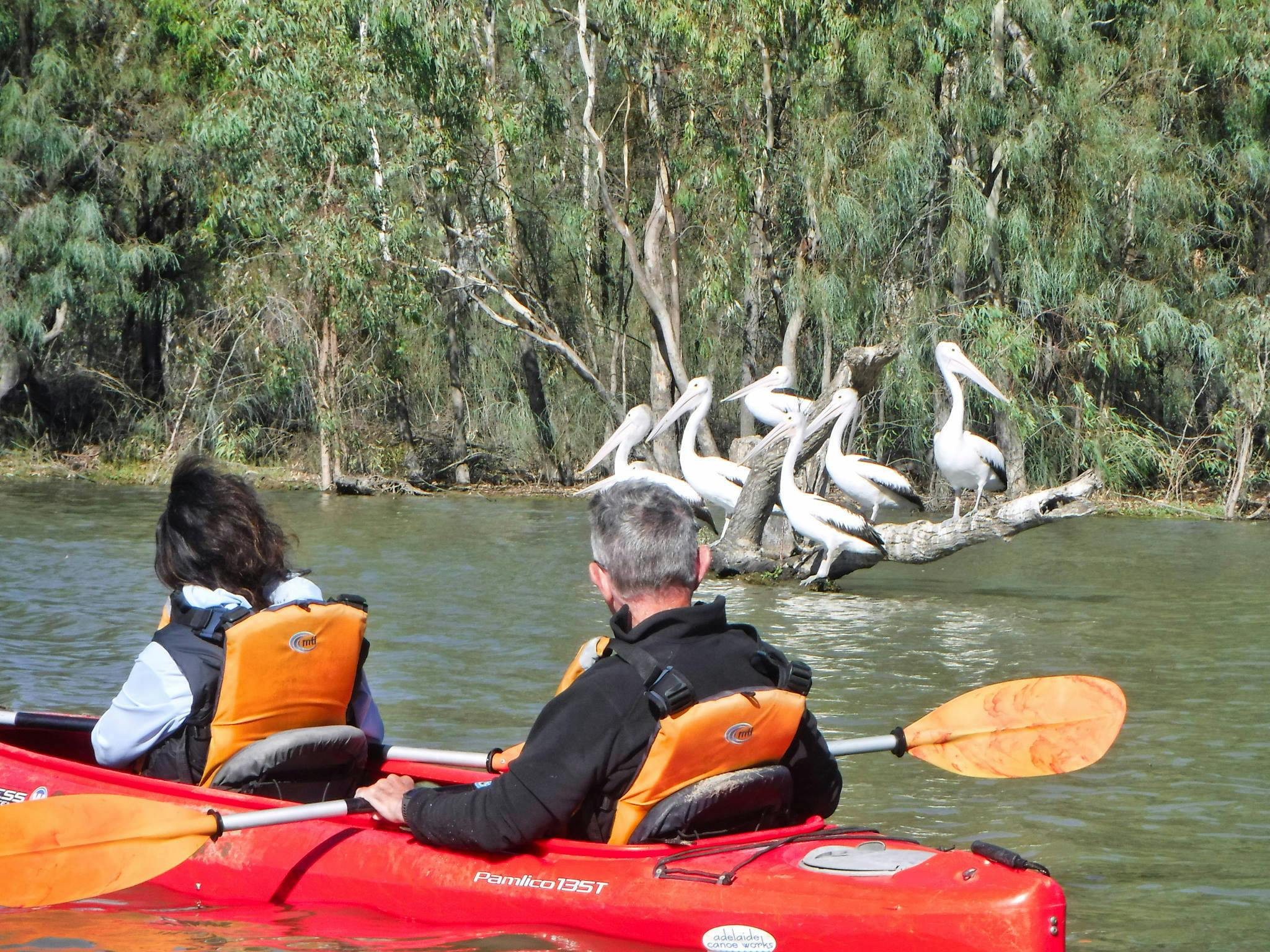 Kayakers in double kayak glide past 6 large pelicans in background, gathered on a branch over water