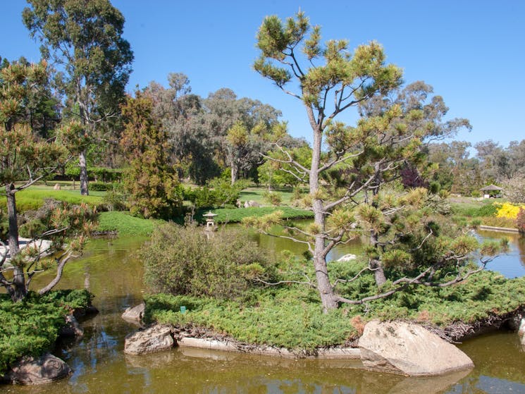 Looking over an island in a small lake. Manicured and sculpted conifers are in the centre foreground