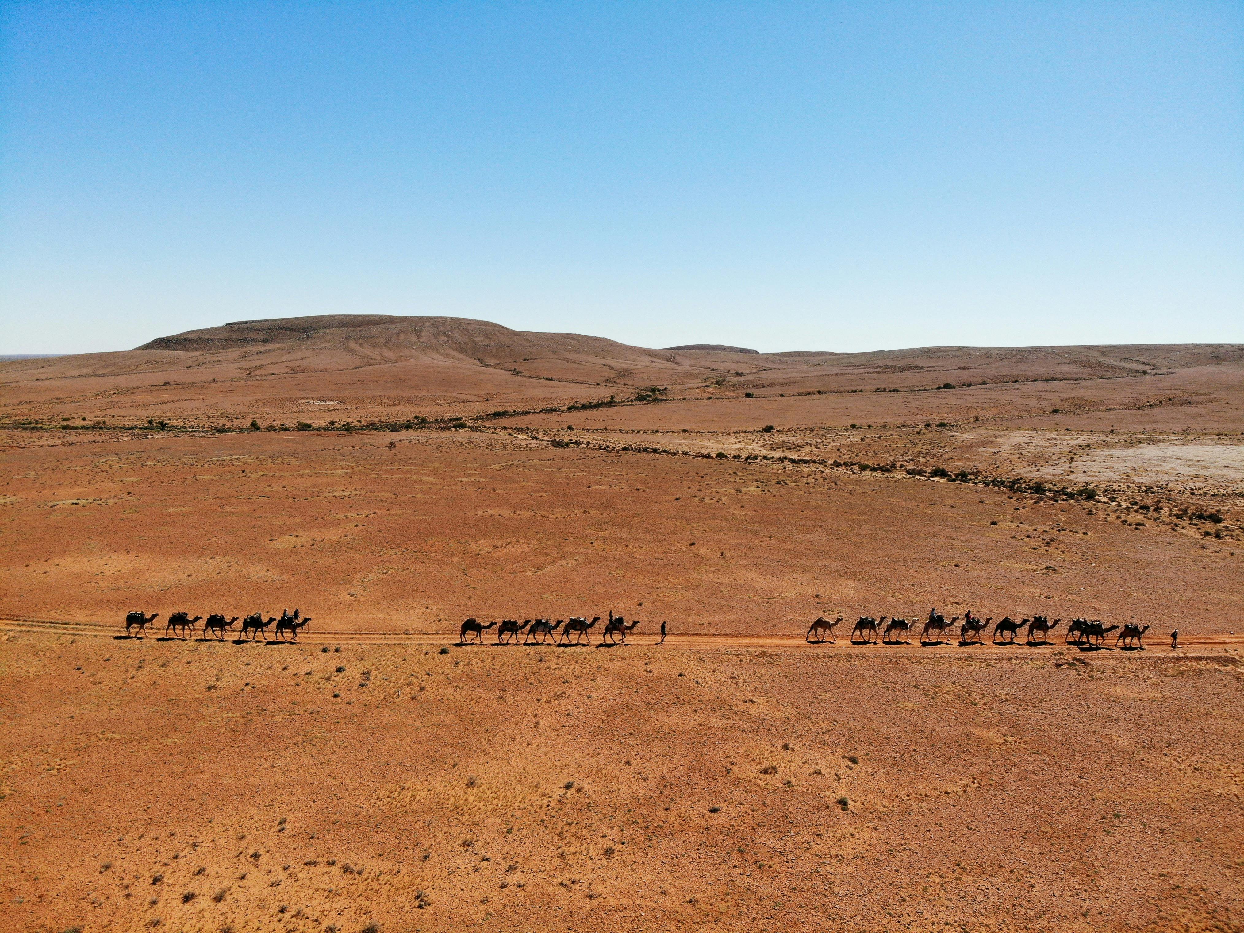 Camel Treks Australia Outback Safaris