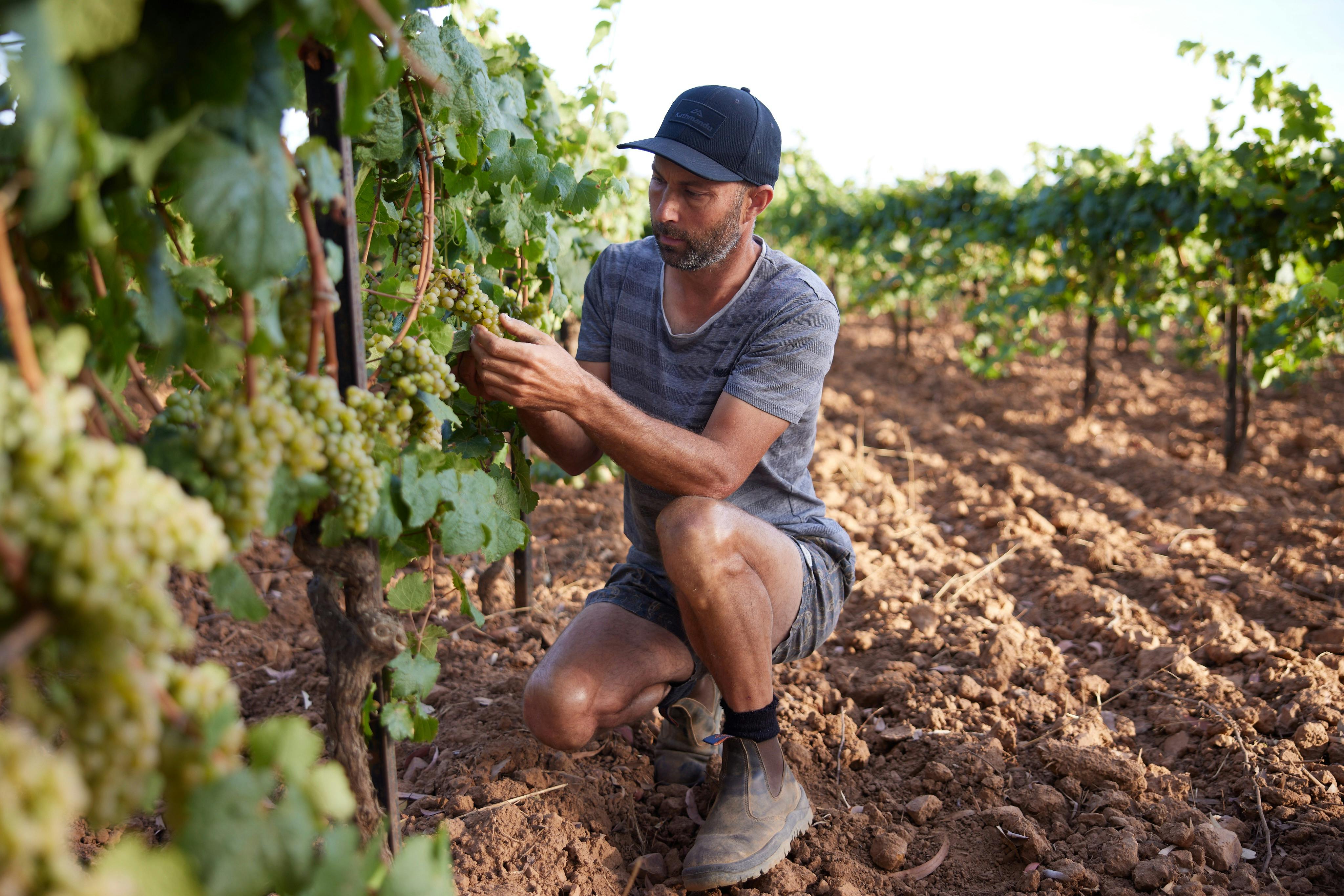 Man carefully taking a look at the bunches