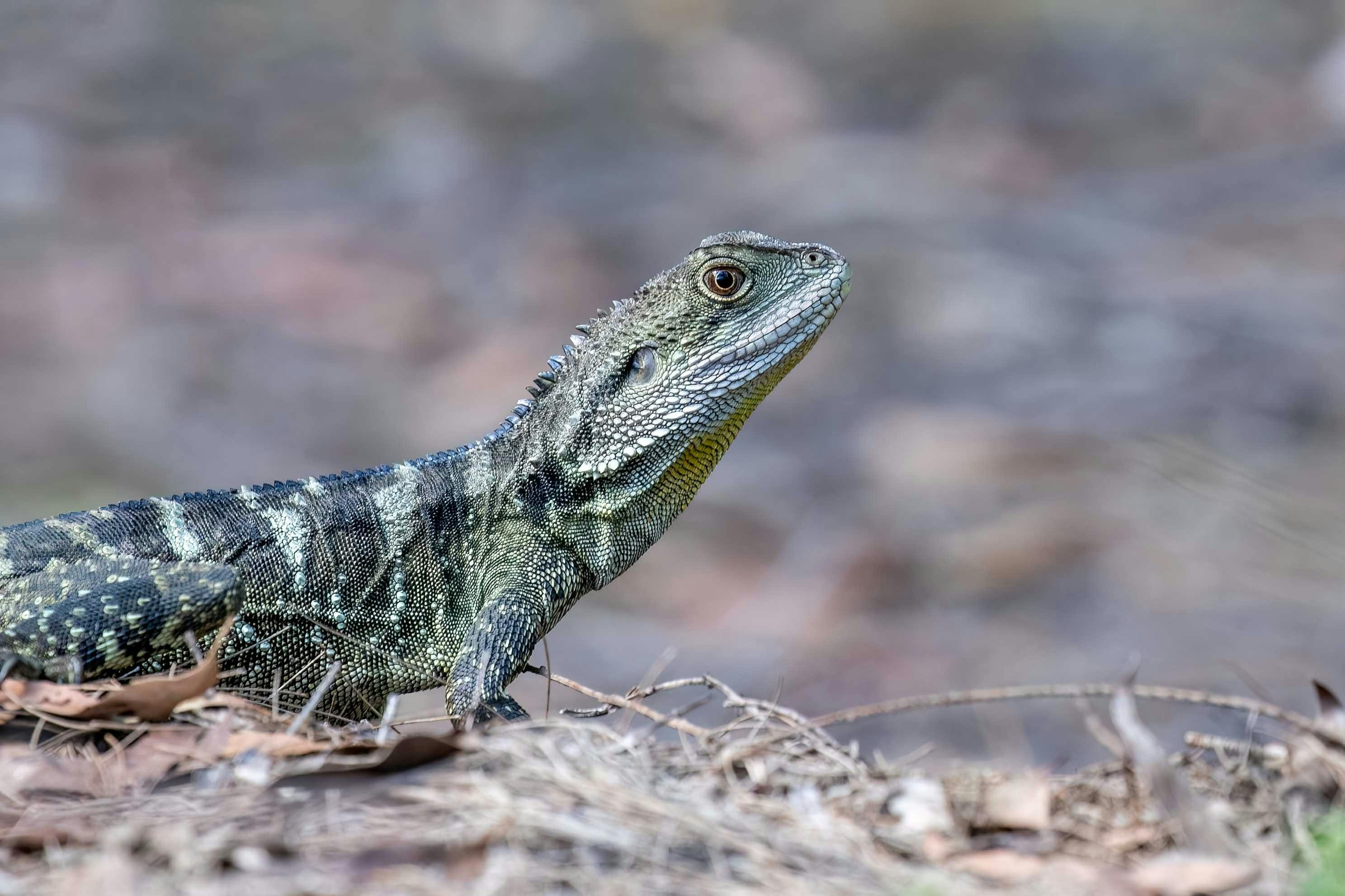 Spot an Eastern water dragon taking in sun on the river bank  - Sydney Bespoke Tours