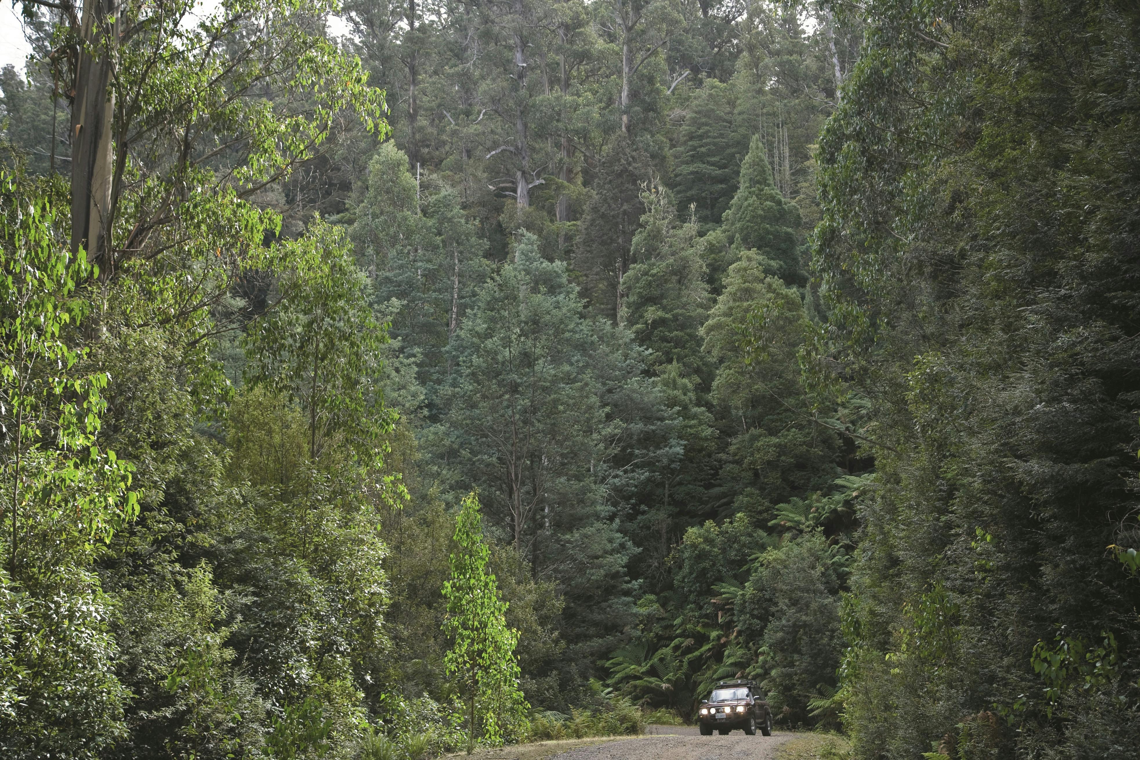 Touring the northeast Tasmania forests