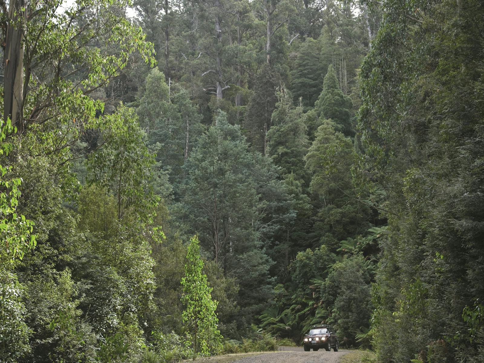 Touring the northeast Tasmania forests