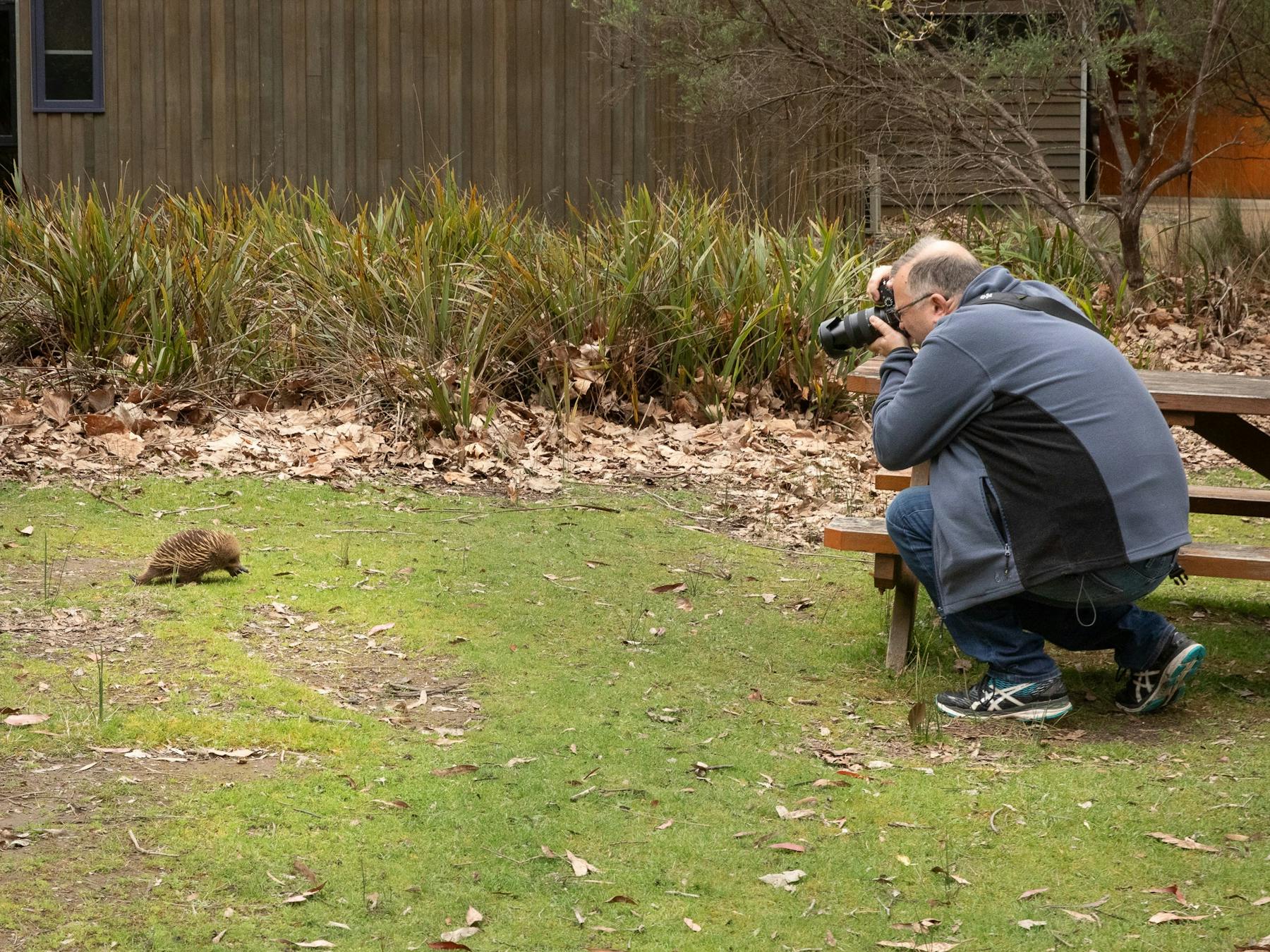 wildlife photographer taking a photo of an echidna in its natural habitat while on tour