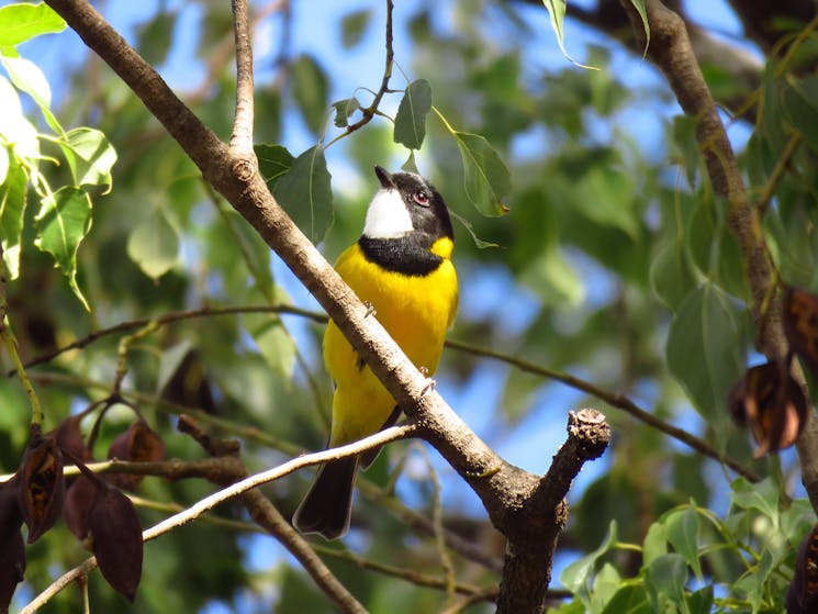 Golden Whistler