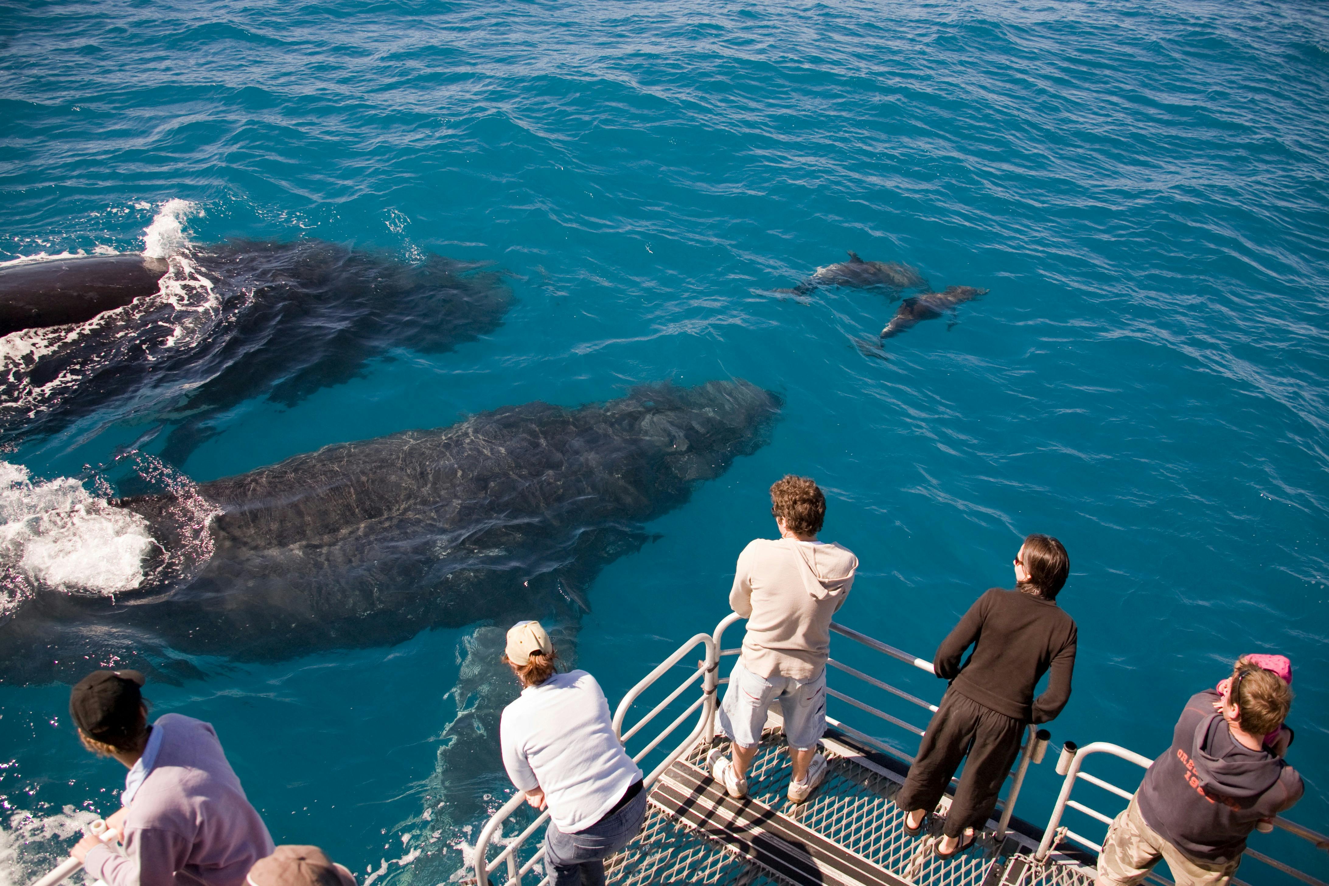 photo showing people on rear platform of boat looking at whales very close in the water.