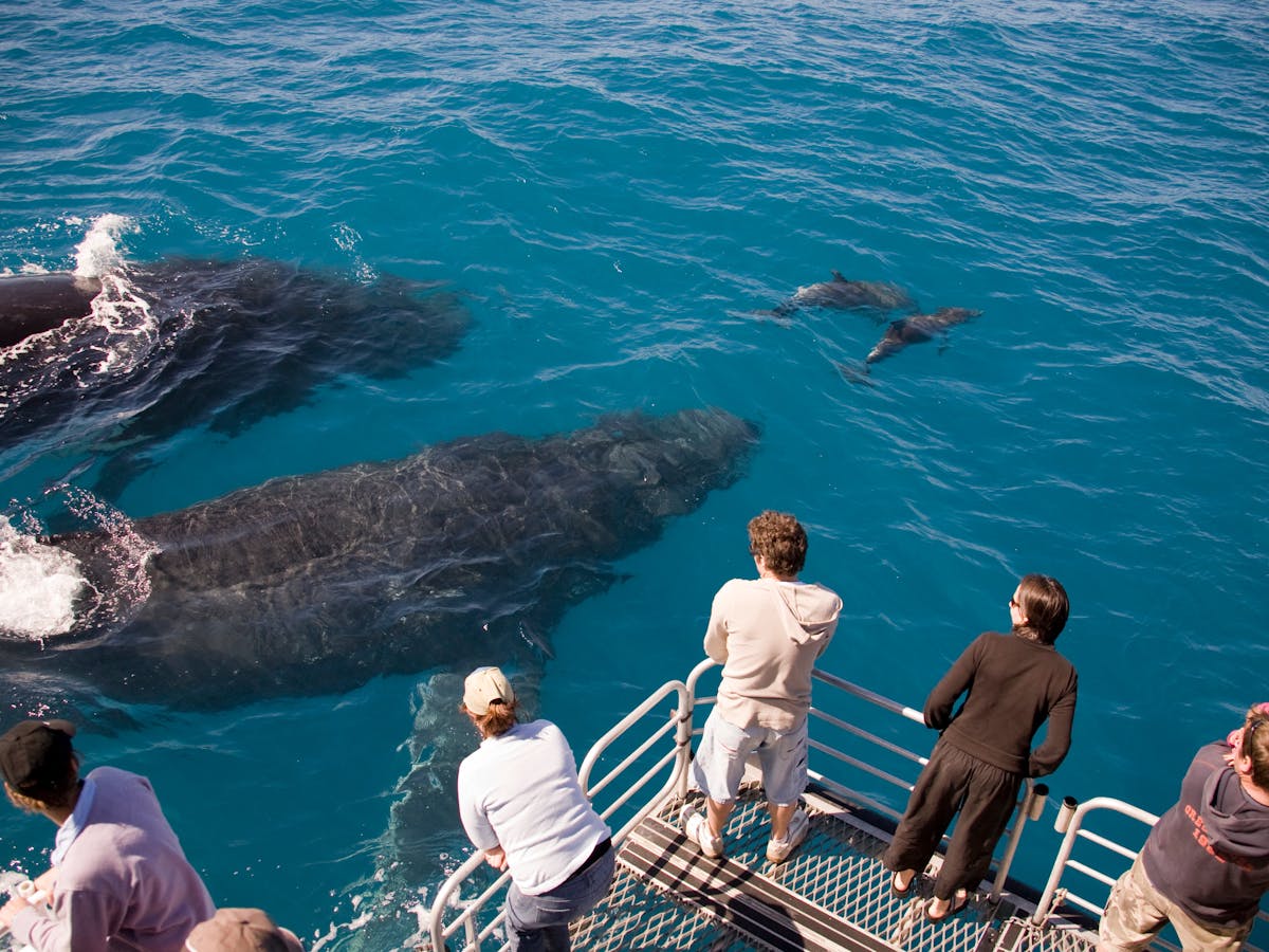 photo showing people on rear platform of boat looking at whales very close in the water.