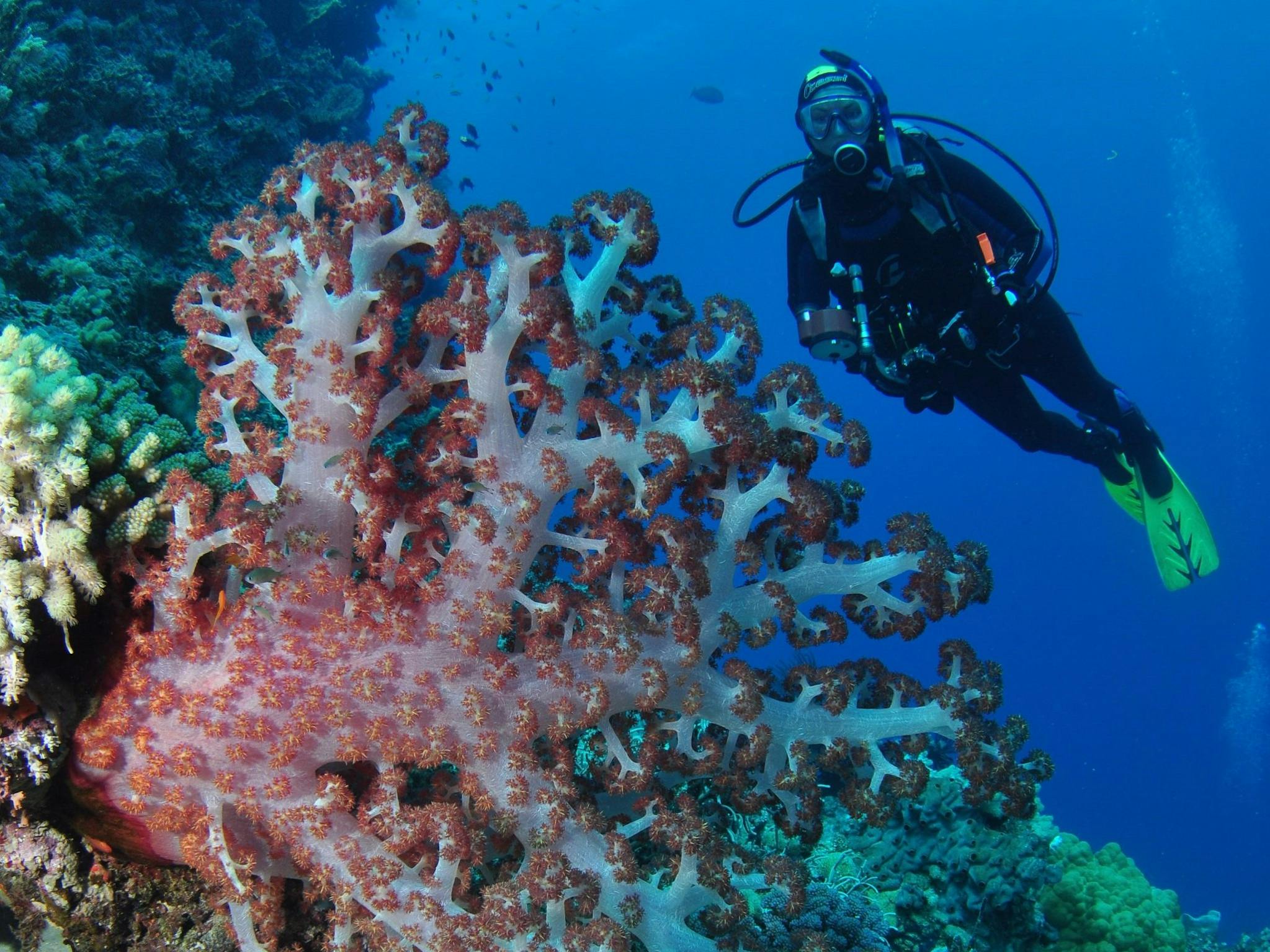 Raine Island Attractions Queensland