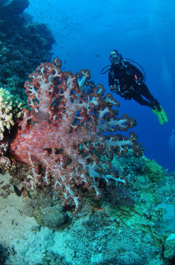 Cairns & Great Barrier Reef | グレートバリアリーフ＆オーシャン