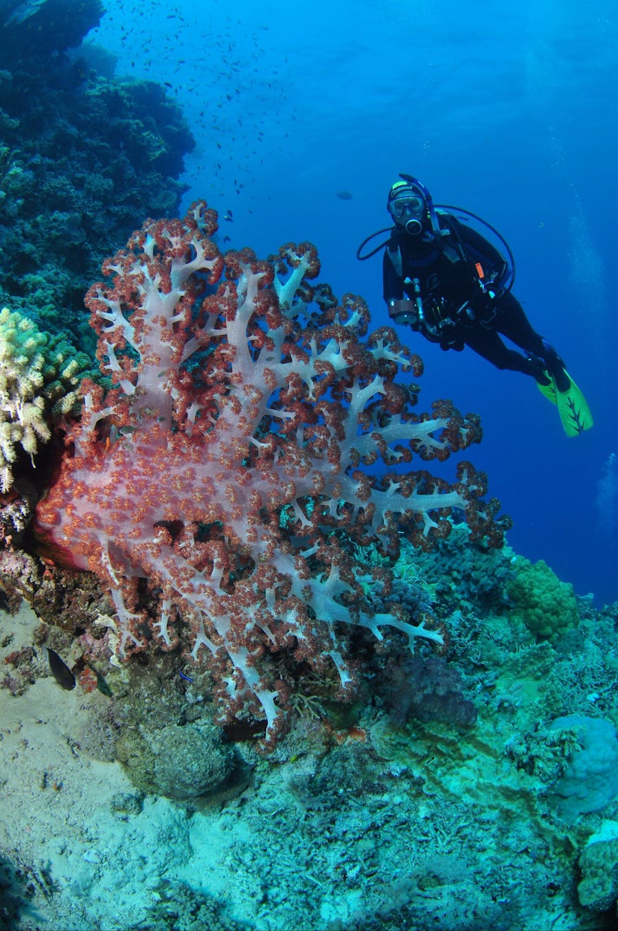 Raine Island Cairns & Great Barrier Reef