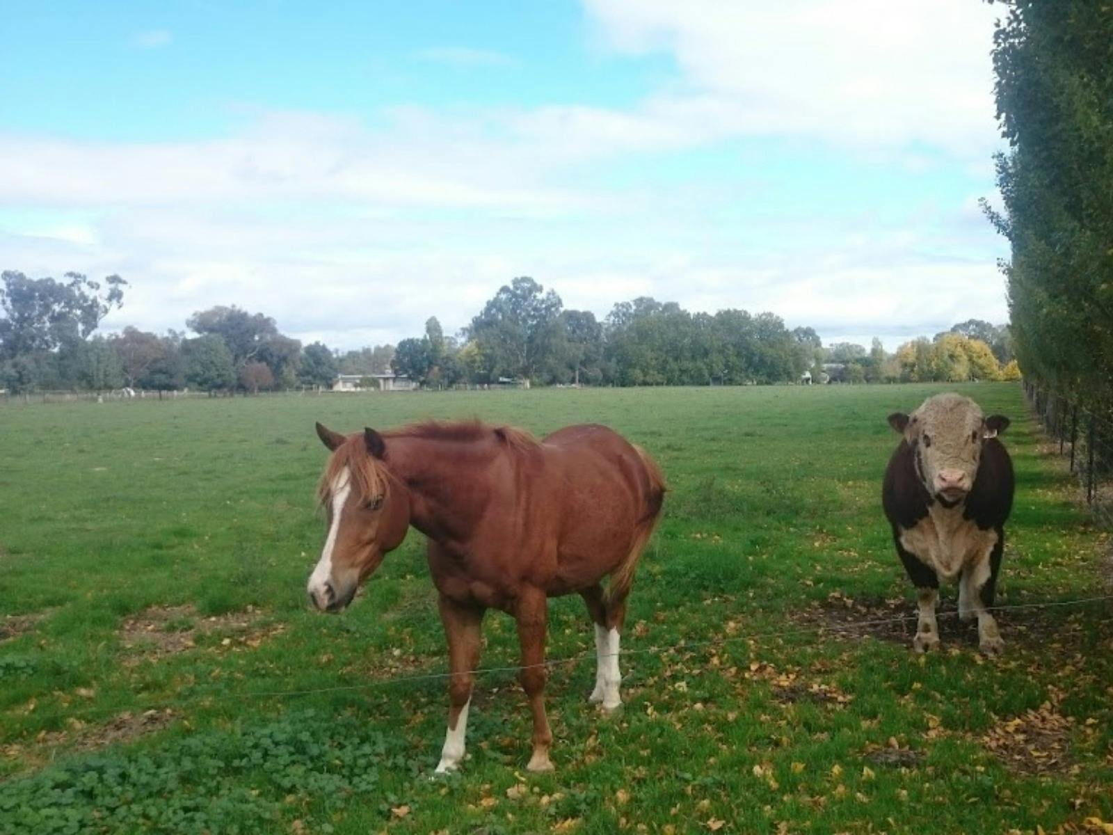 One horse and one cow, green grass, trees, houses in distance, blue sky and clouds.