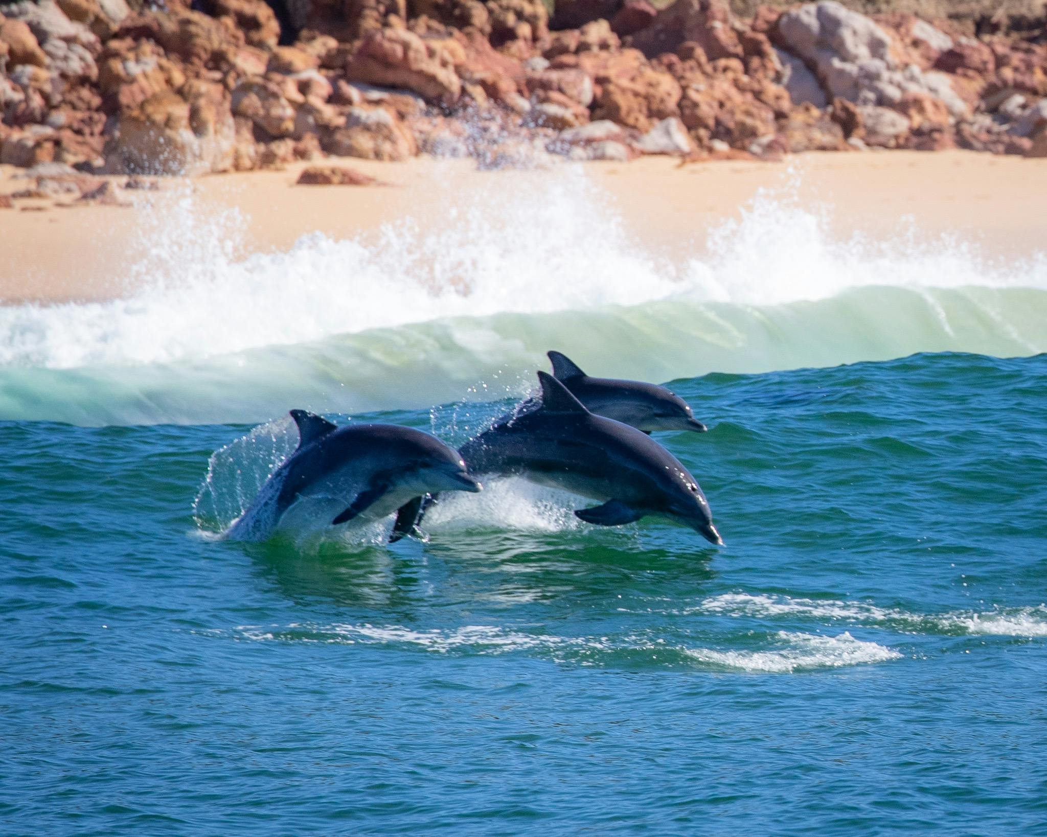 Dolphins, Merimbula boat tour, Merimbula wildlife tour, Merimbula dolphin tour