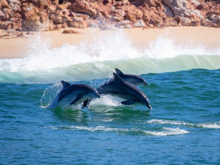 Dolphins, Merimbula boat tour, Merimbula wildlife tour, Merimbula dolphin tour