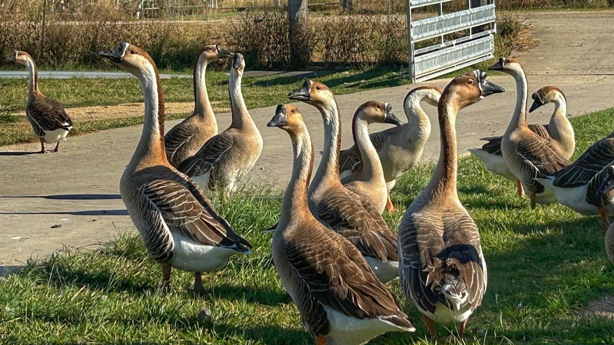 Friendly geese