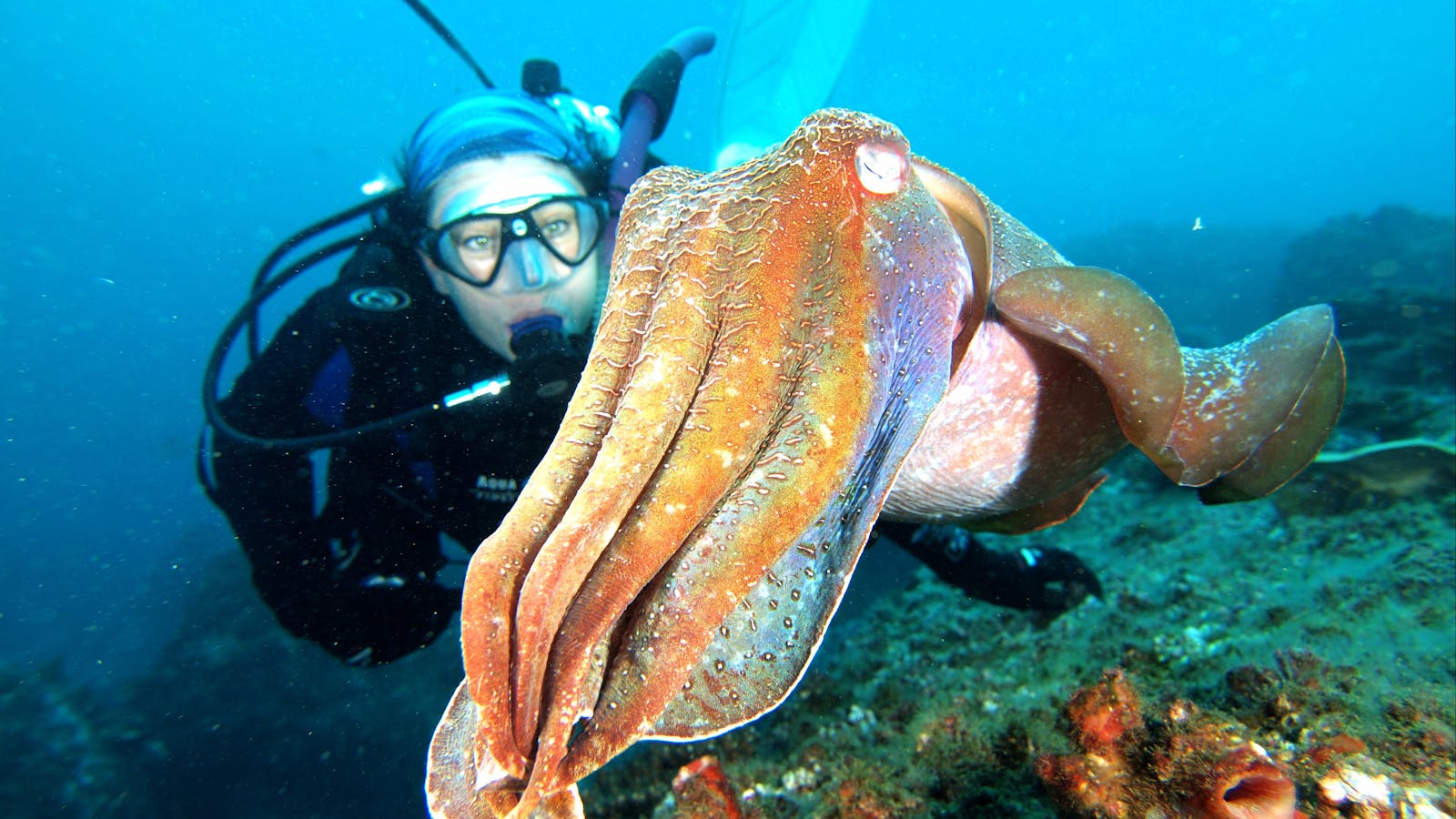 Jetty Dive Centre