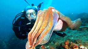 Jetty Dive Centre