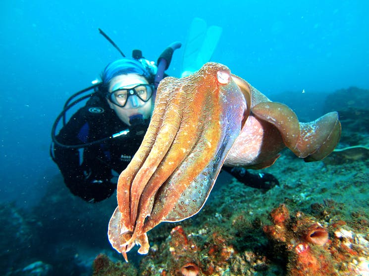 Jetty Dive Cuttlefish
