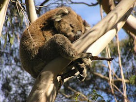 Sleeping Koala in a gum tree