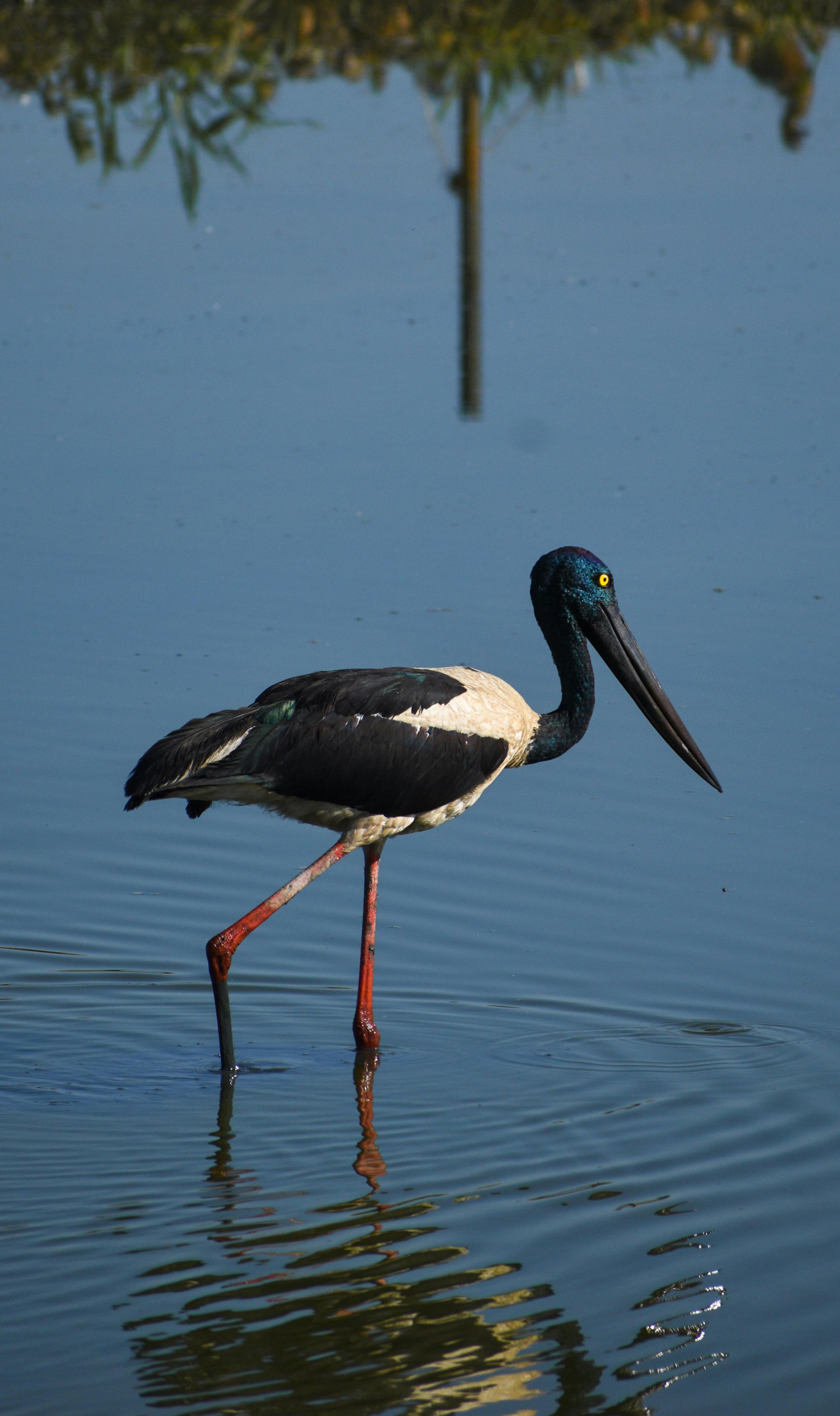 Jabiru