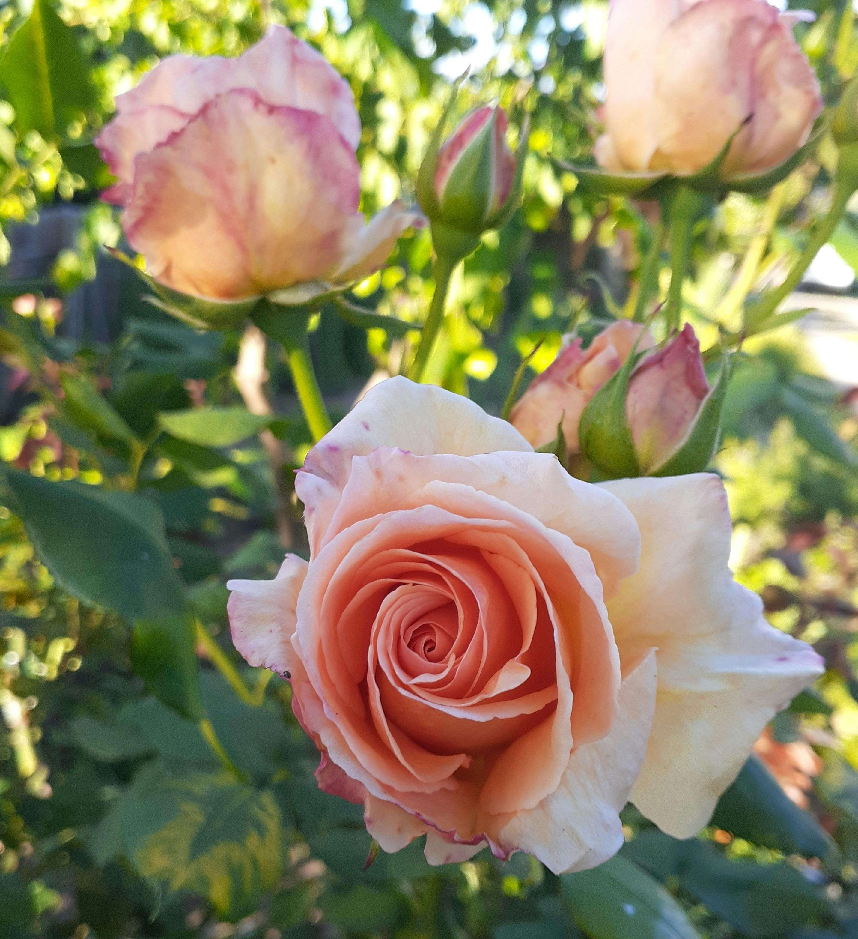 Beautiful roses in bloom in the side garden