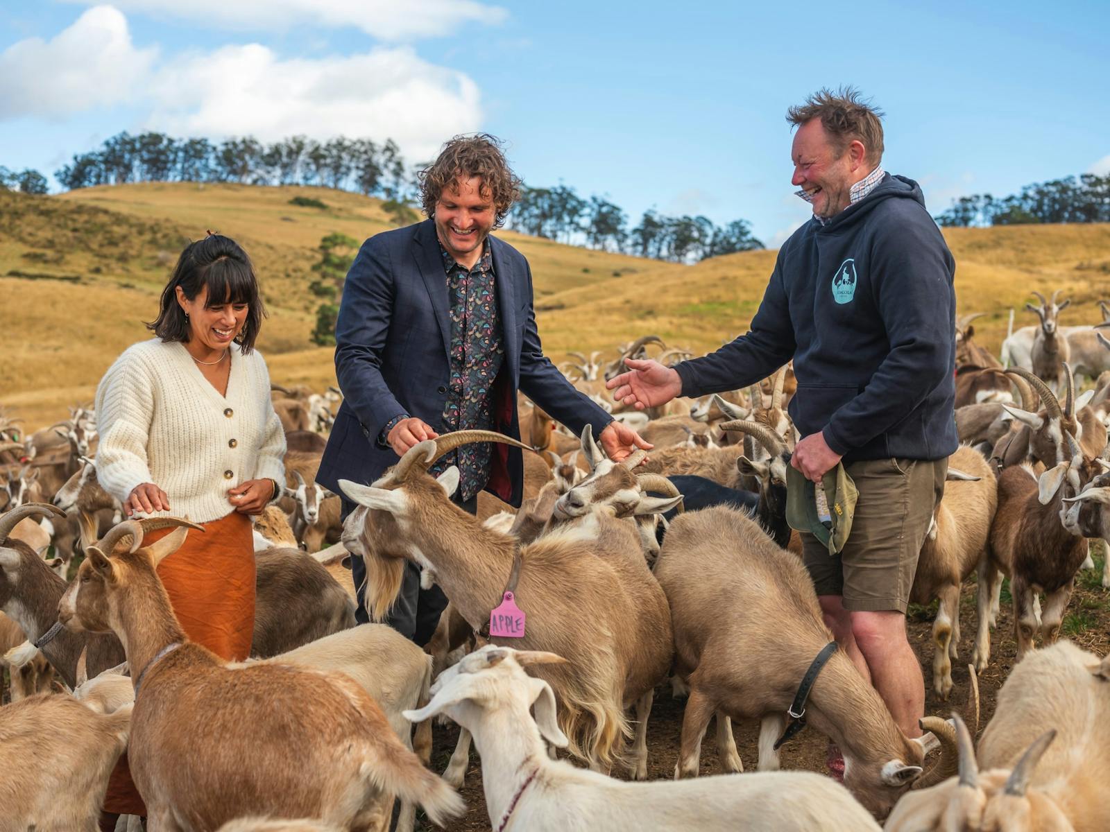 tour guests amongst goat herd and talking to the farmer