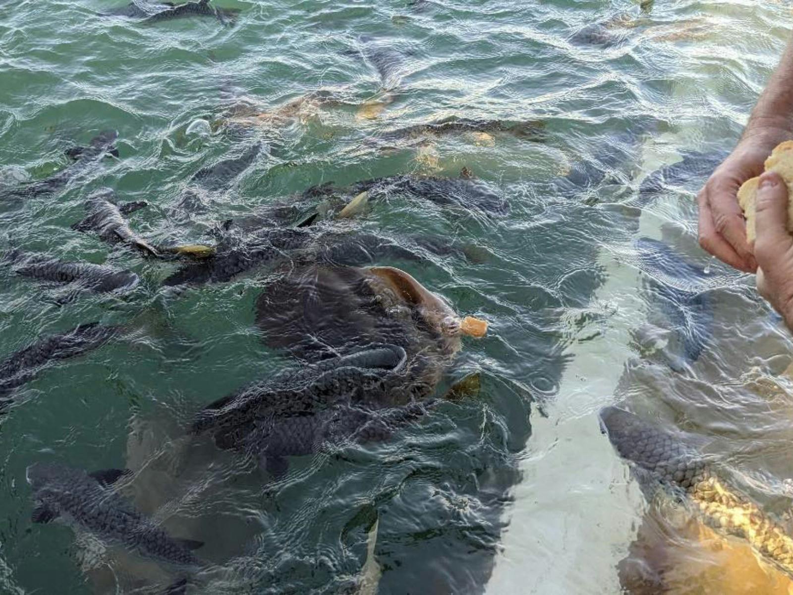 Bat Fish