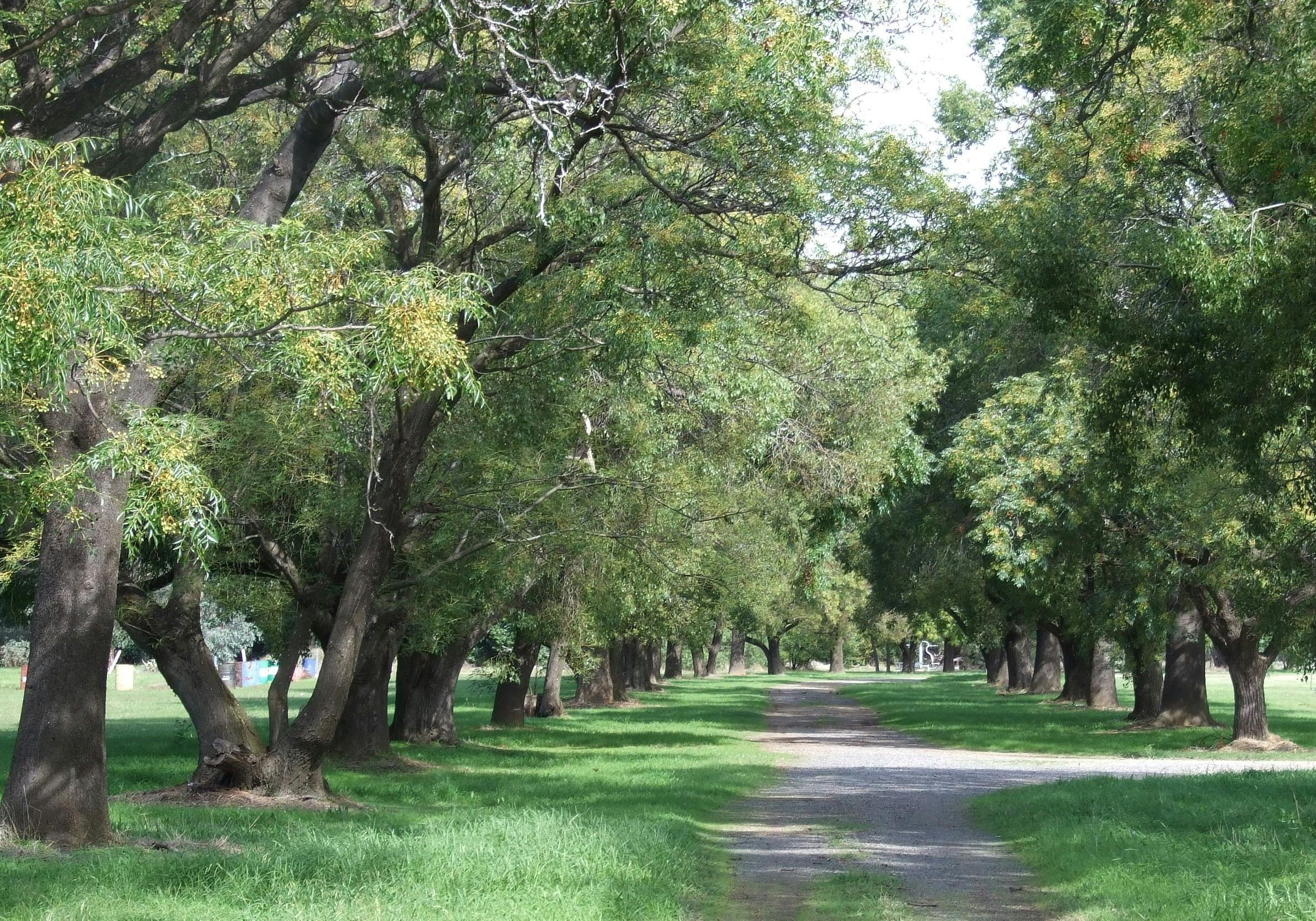 All trees out with green leaves and the walkway in the middle