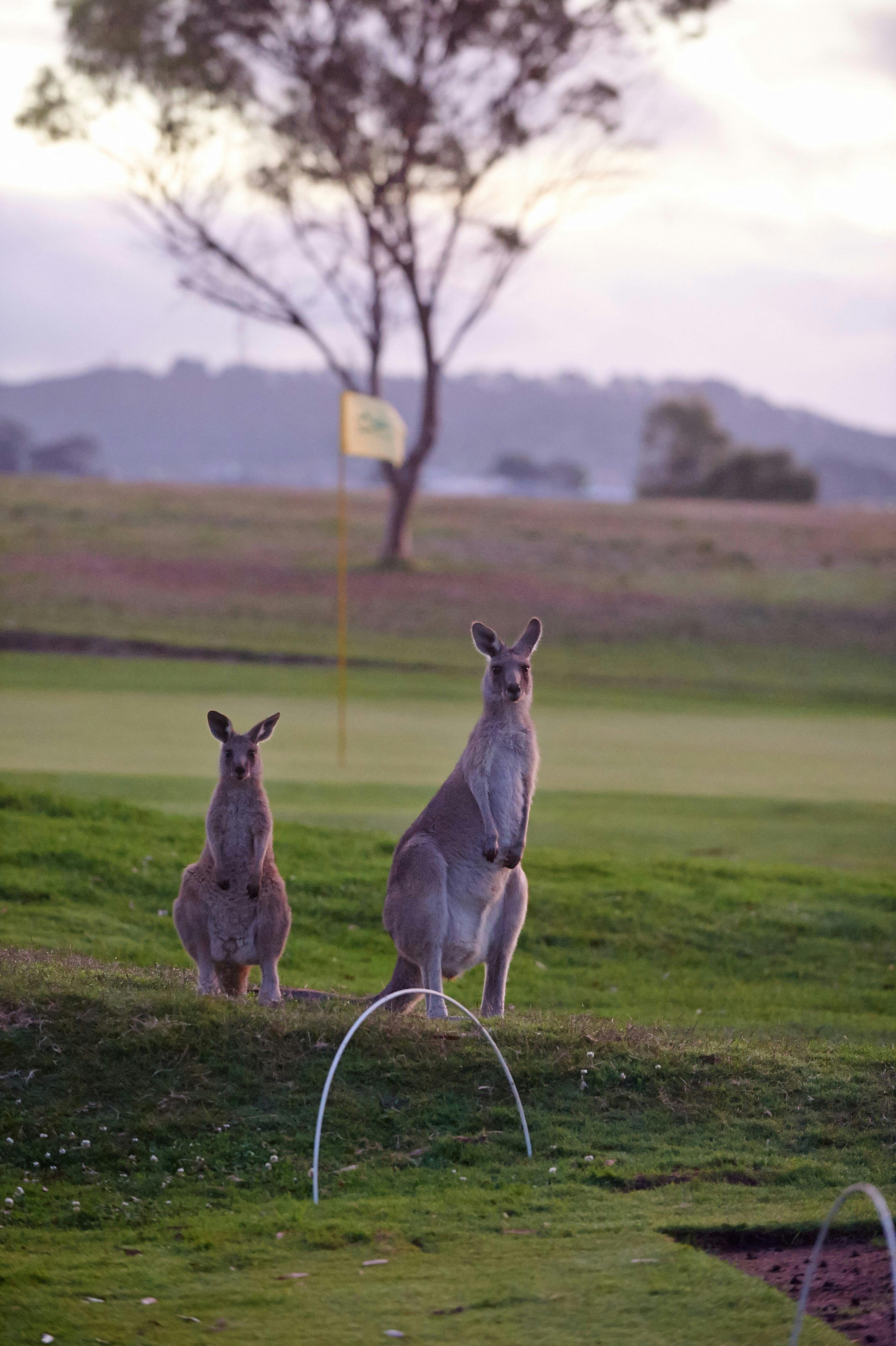 Admella Discovery Trail Golfing Roos