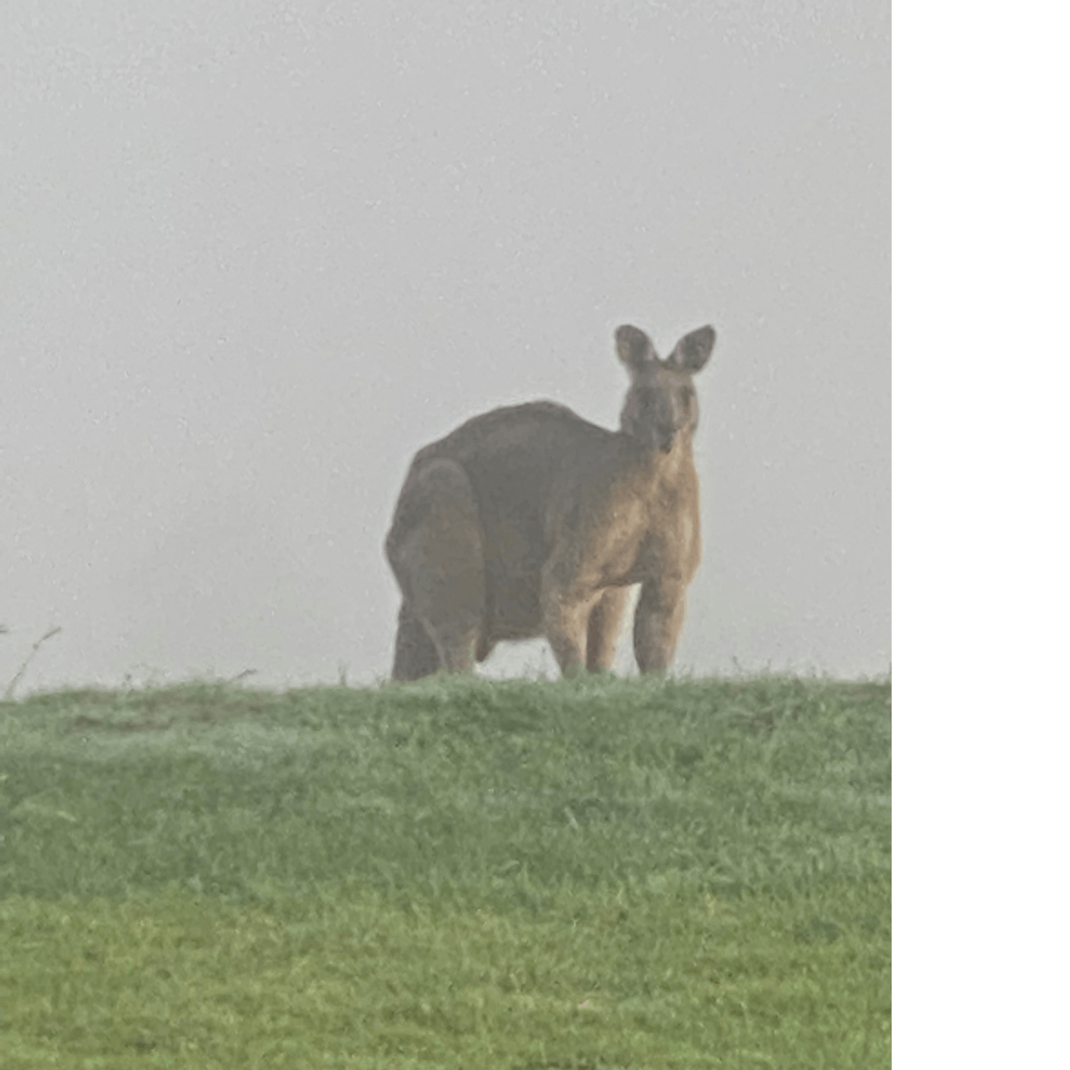 Kangaroo visitor
