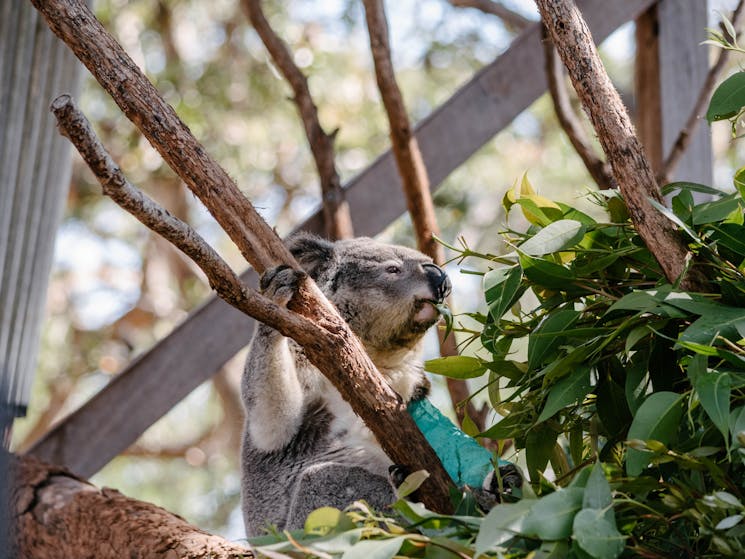 Koala