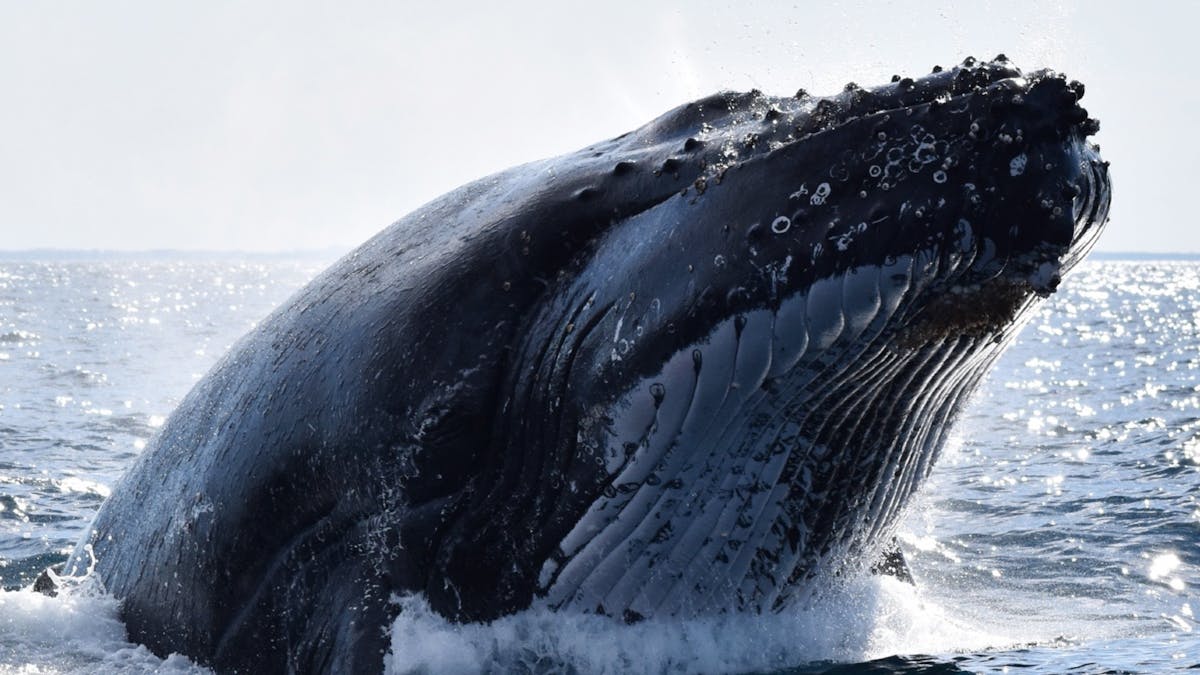 Whale Watch Queensland