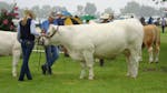 Cattle at Gundagai Show