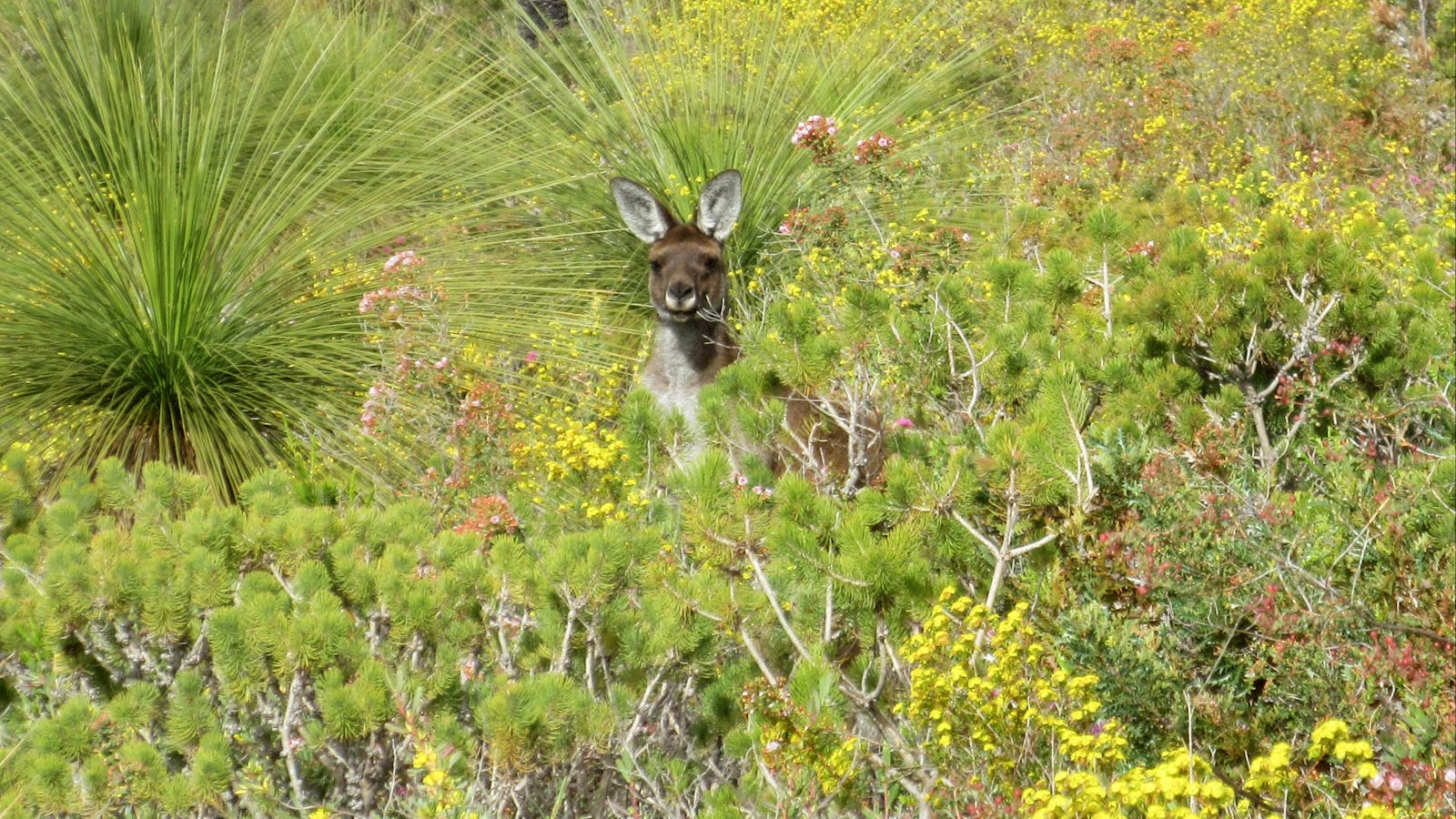 A Western Grey Kangaroo enjoying the wildflowers in Spring.