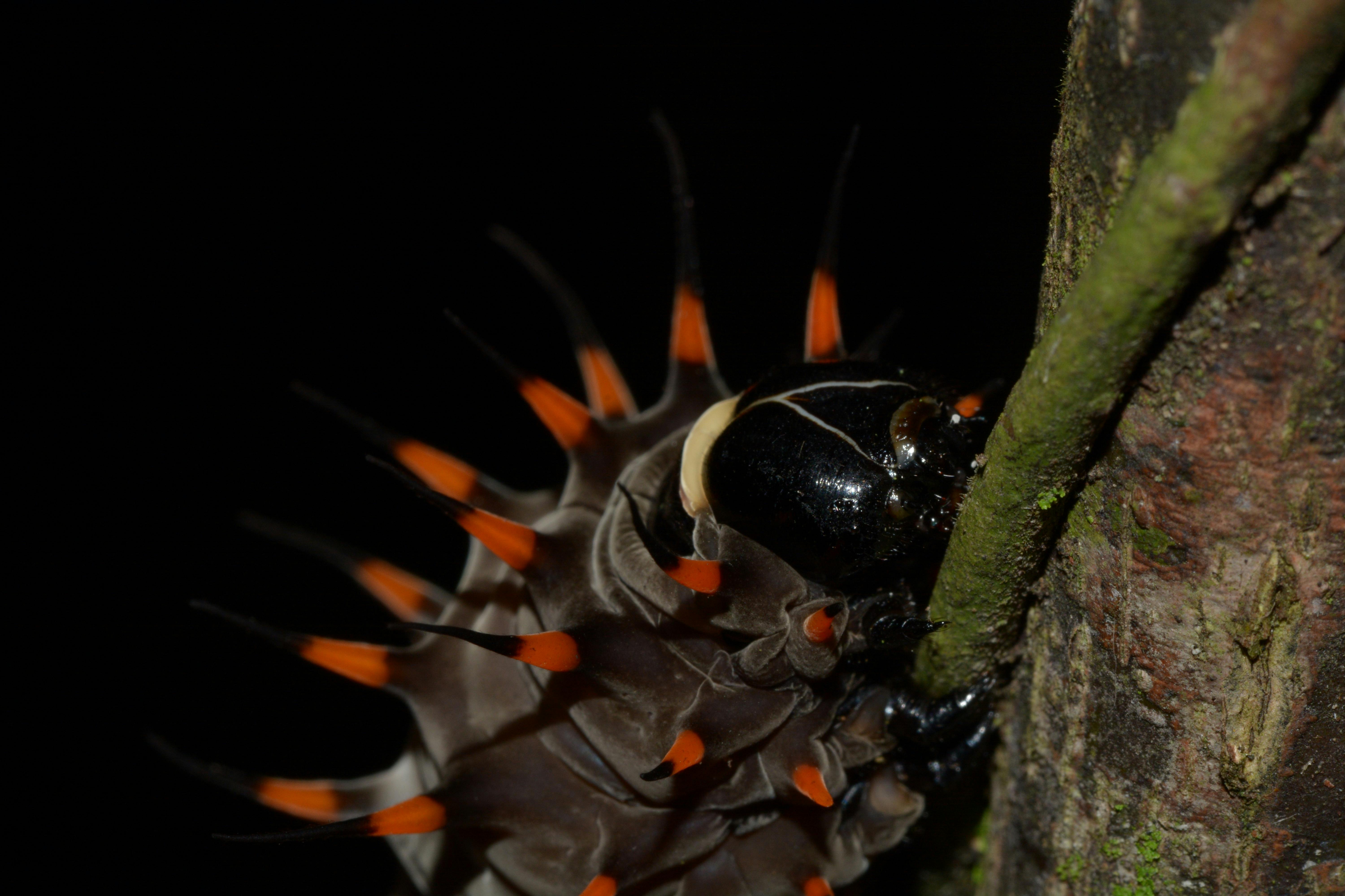 The Night Forest Characters