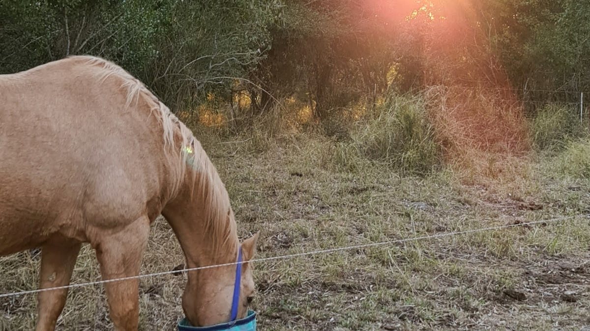 Horse feeding at sunset