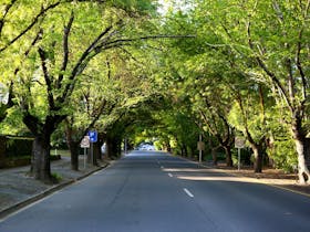 Tree-lined street with green foliage